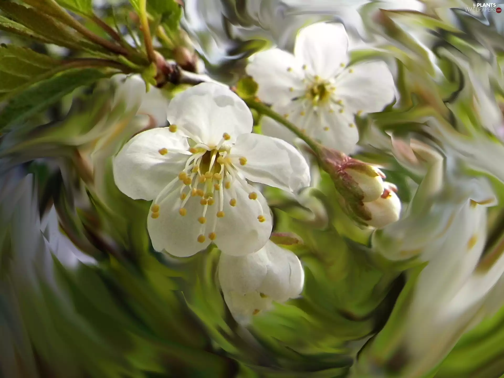 Colourfull Flowers, apple-tree