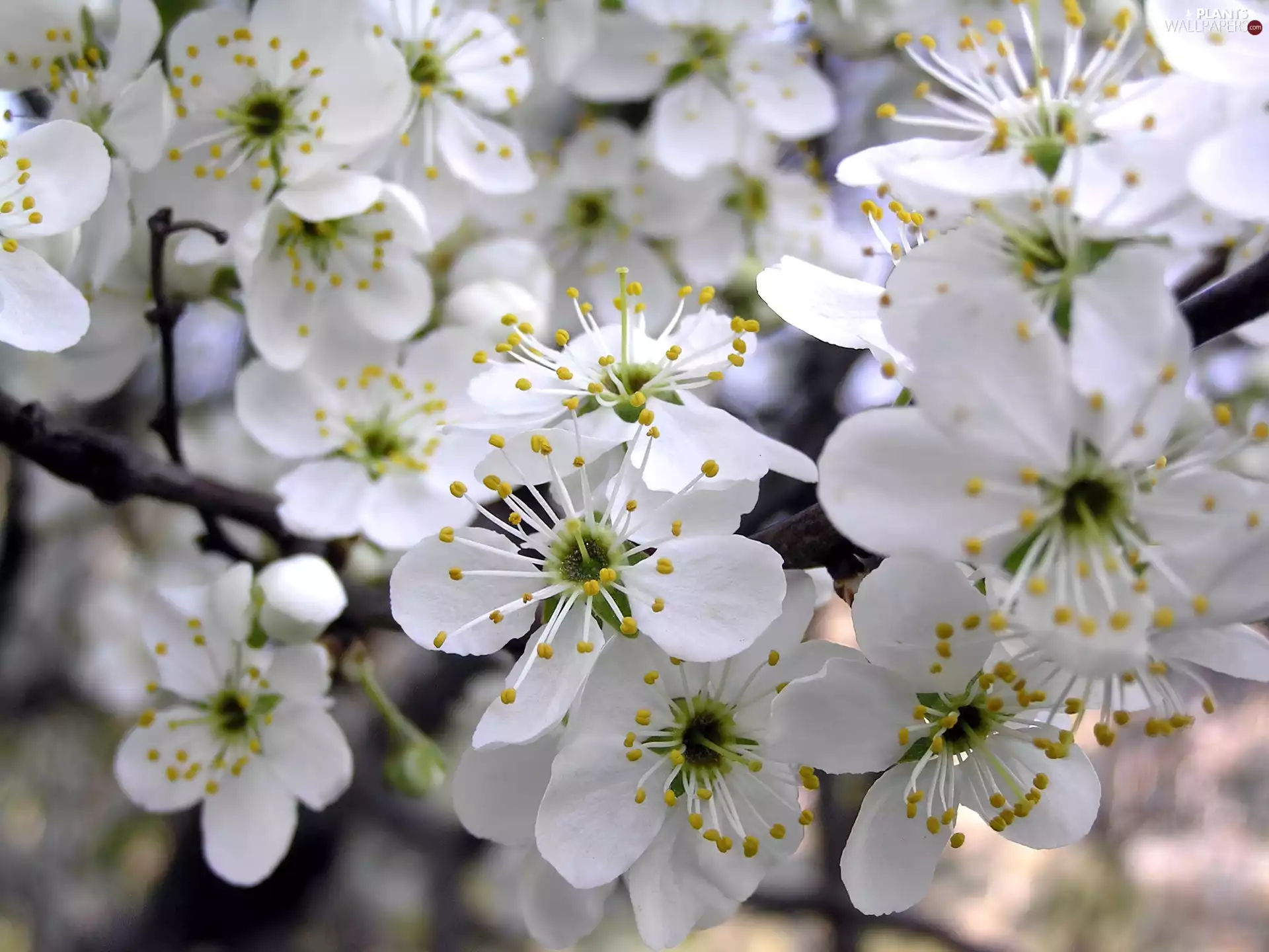 Fruit Tree, Colourfull Flowers, cherry