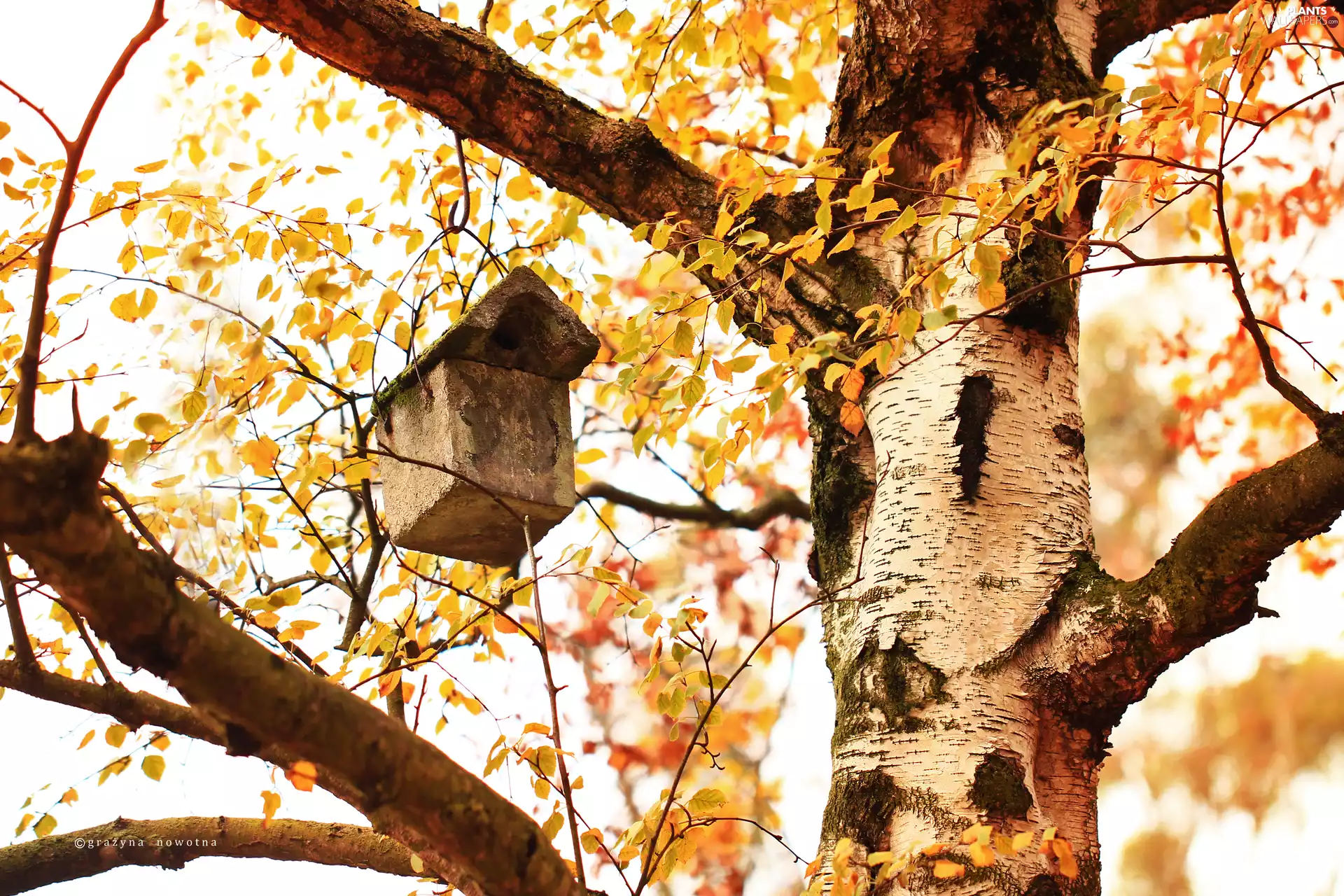 birch-tree, cork, Bird, White