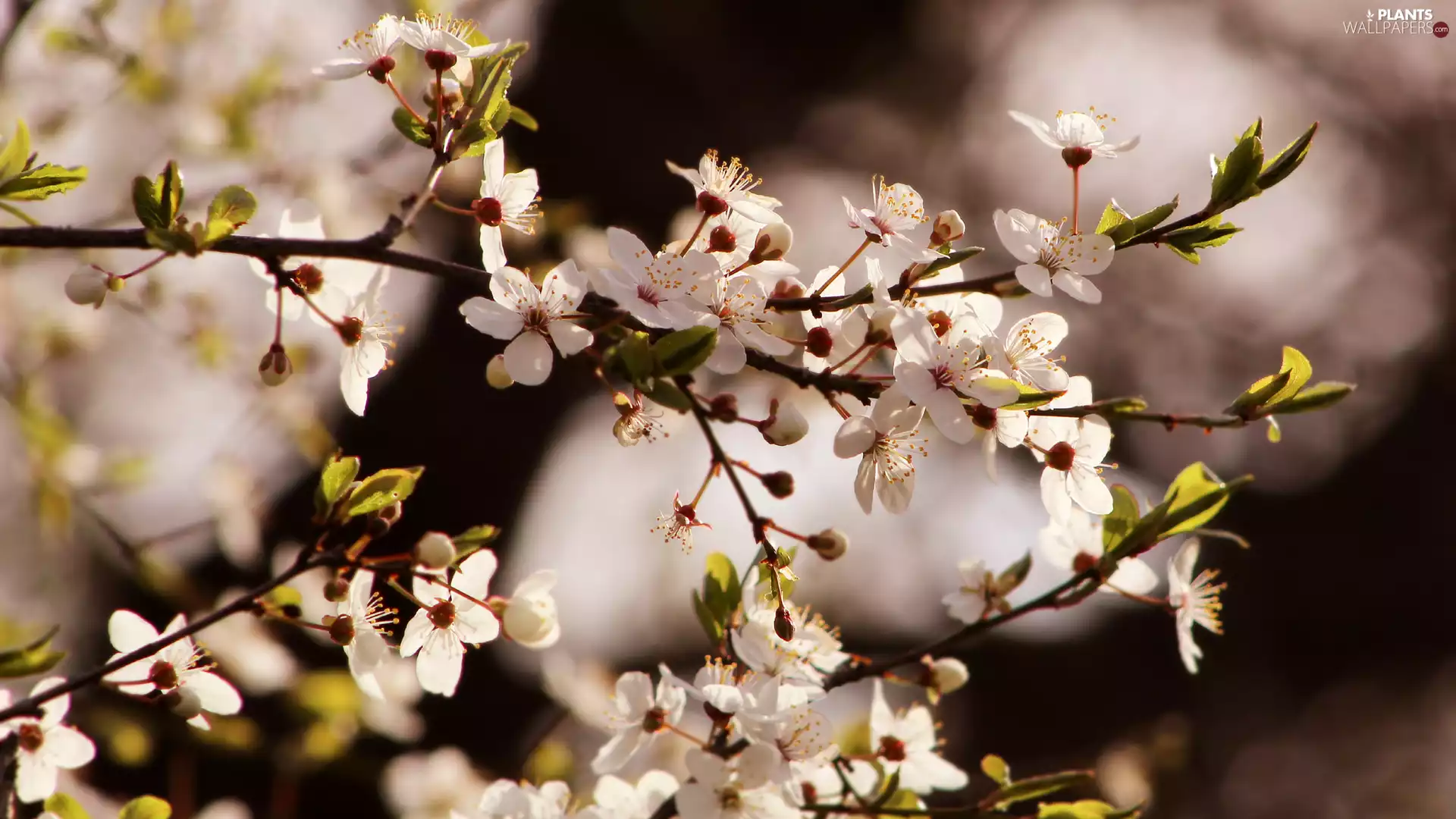 Fruit Tree, Florescence, rapprochement, twig