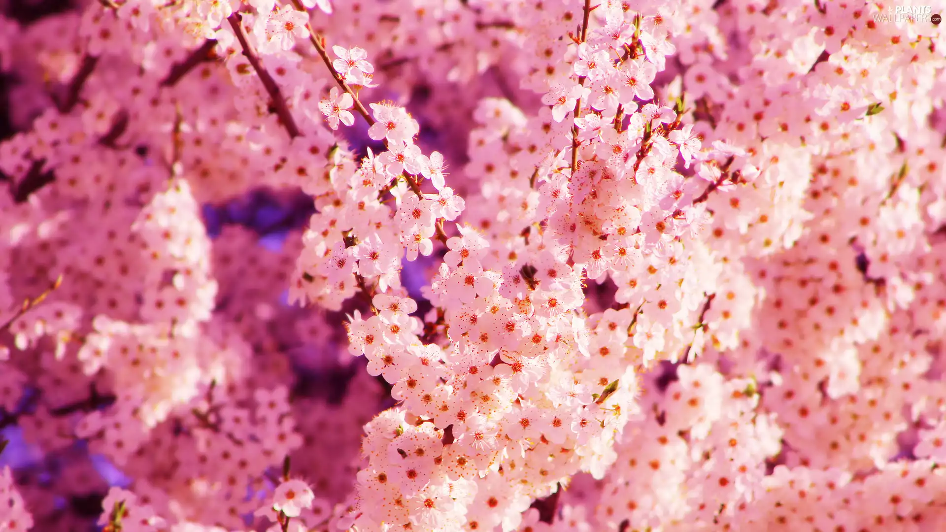 Flowers, rapprochement, Fruit Tree, Twigs, flourishing