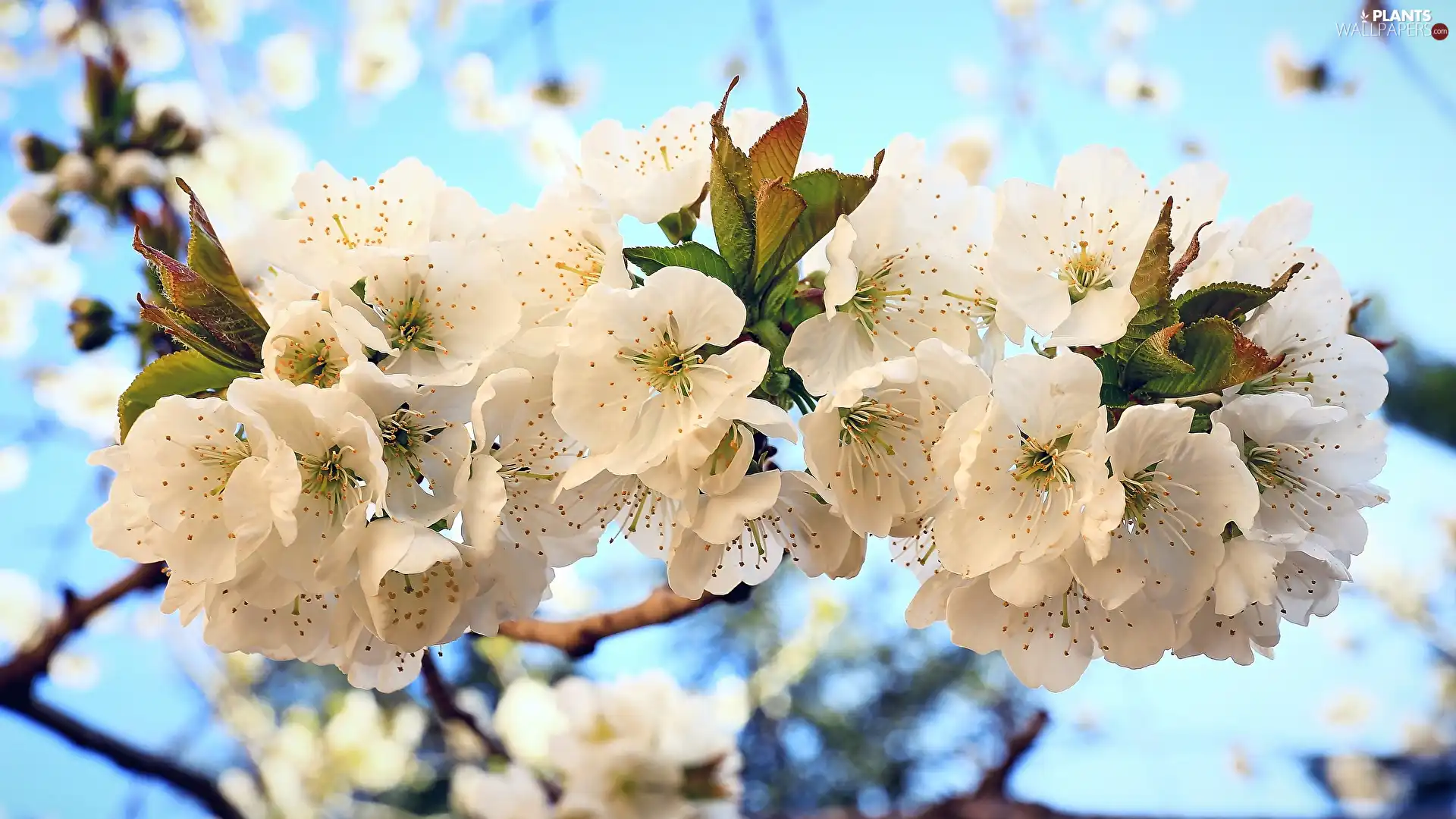 Flowers, twig, Fruit Tree, White, flourishing