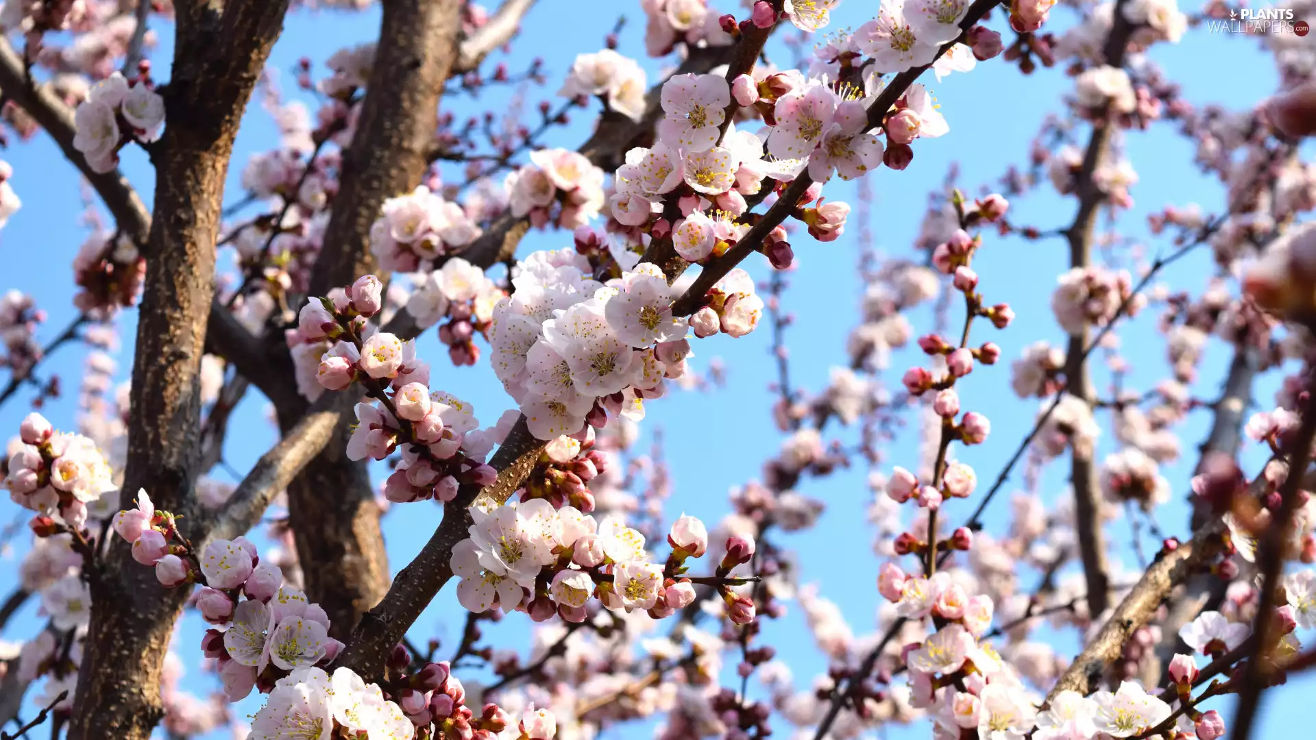 flourishing, Flowers, Fruit Tree