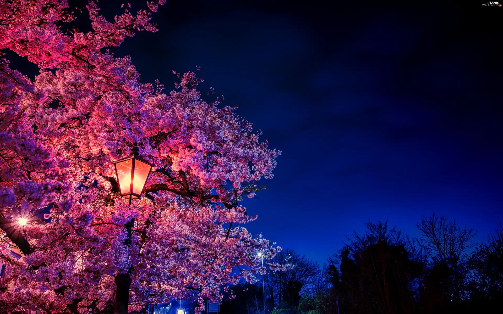 Lighthouse, Night, Fruit Tree, cherry, flourishing