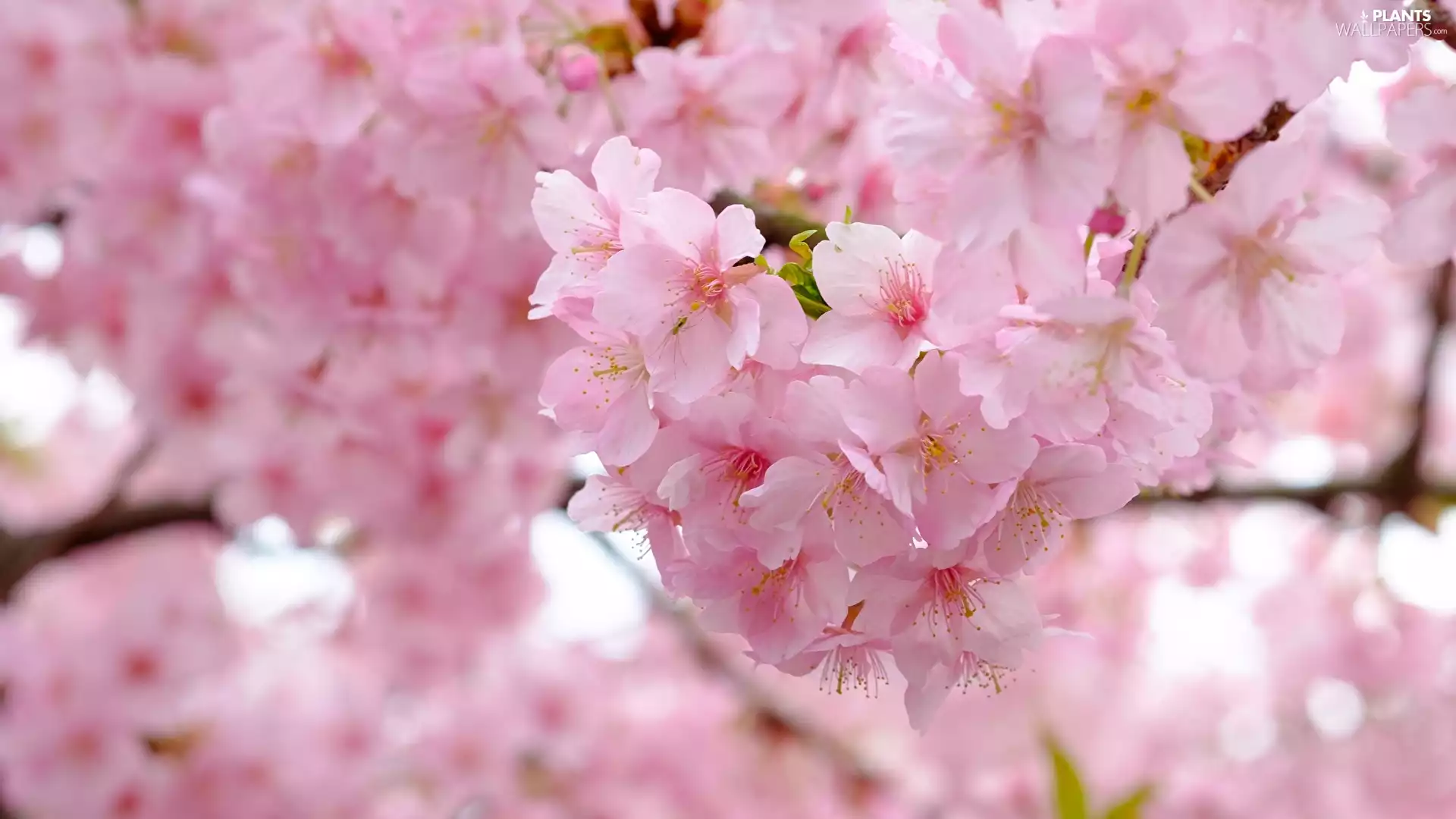 twig, Flowers, Fruit Tree, cherry, flourishing