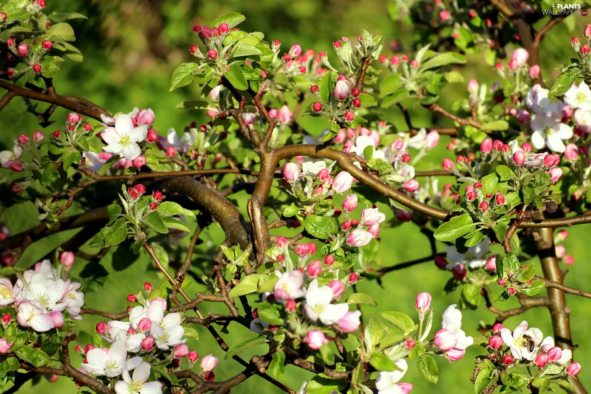 apple-tree, flourishing, Fruit Tree