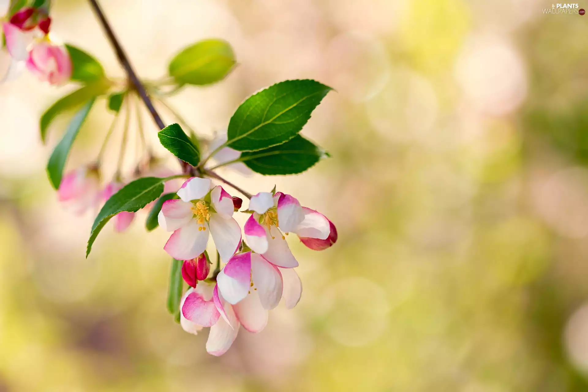 Flowers, twig, apple-tree