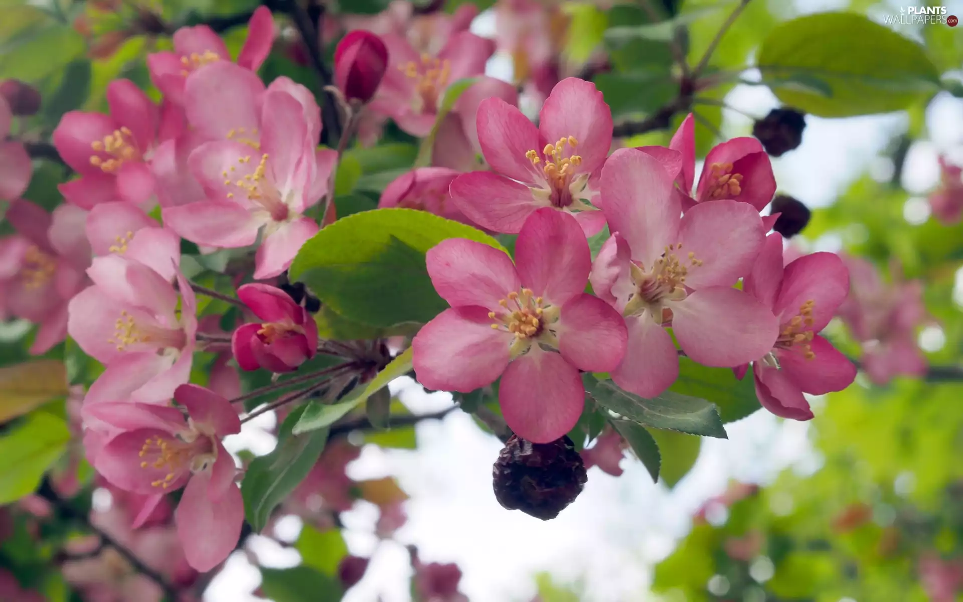 twig, bloom, Flowers, apple-tree, Pink, Fruit Tree