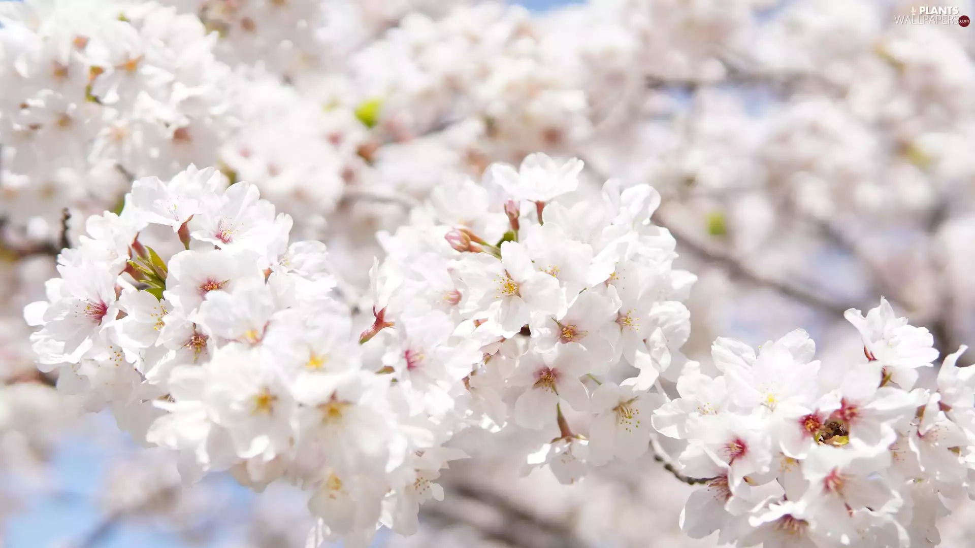 Fruit Tree, Flowers, Japanese Cherry