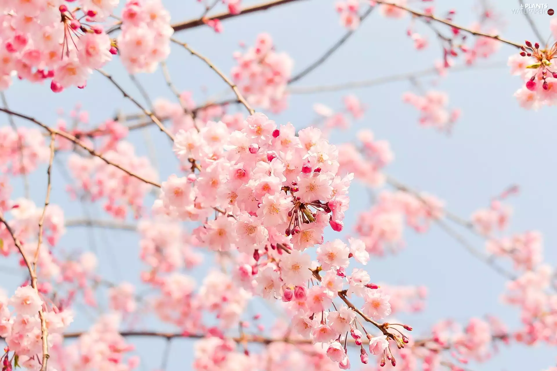 Fruit Tree, Flowers, Pink, cherry