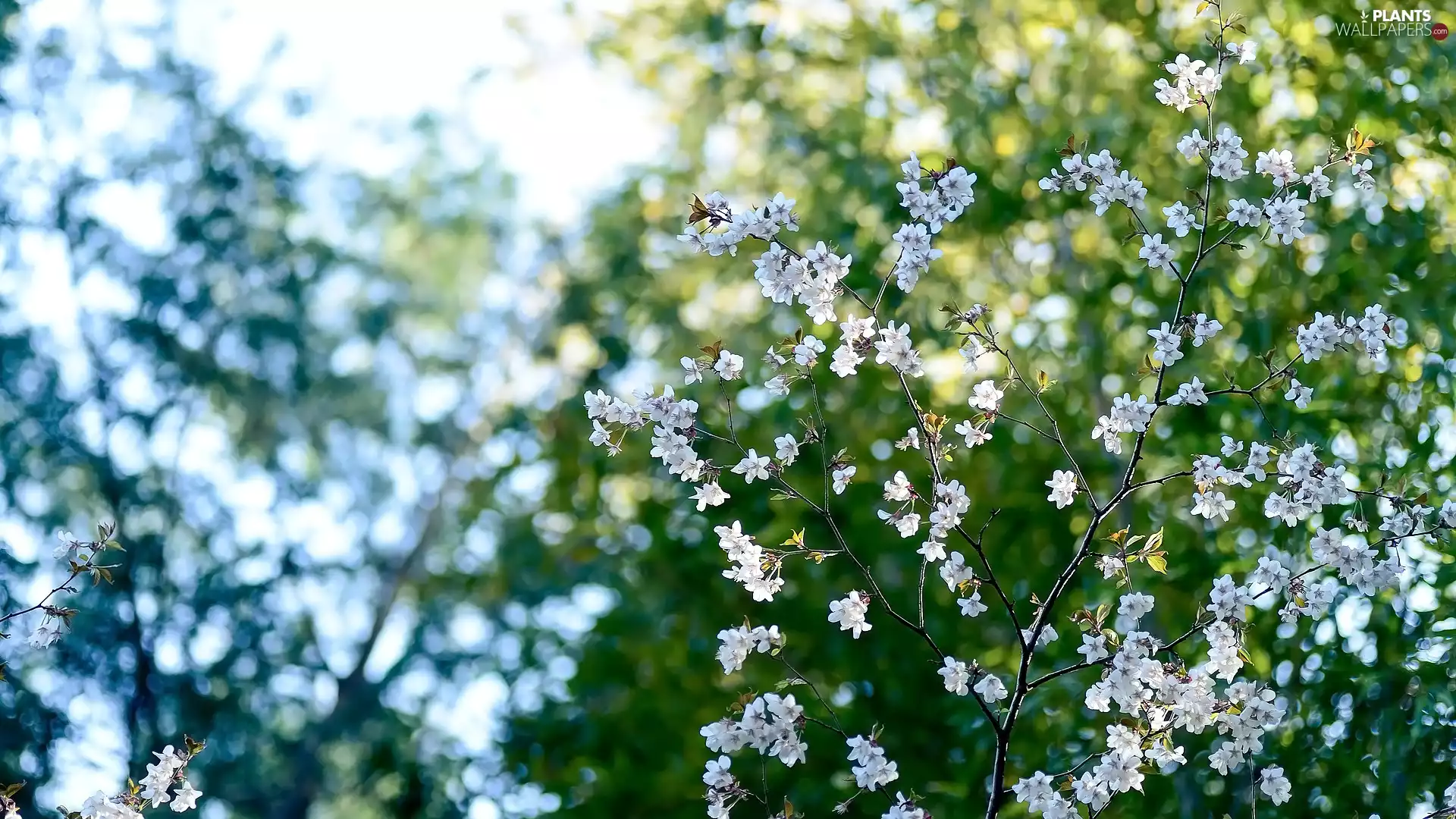 Fruit Tree, Flowers, Twigs, cherry