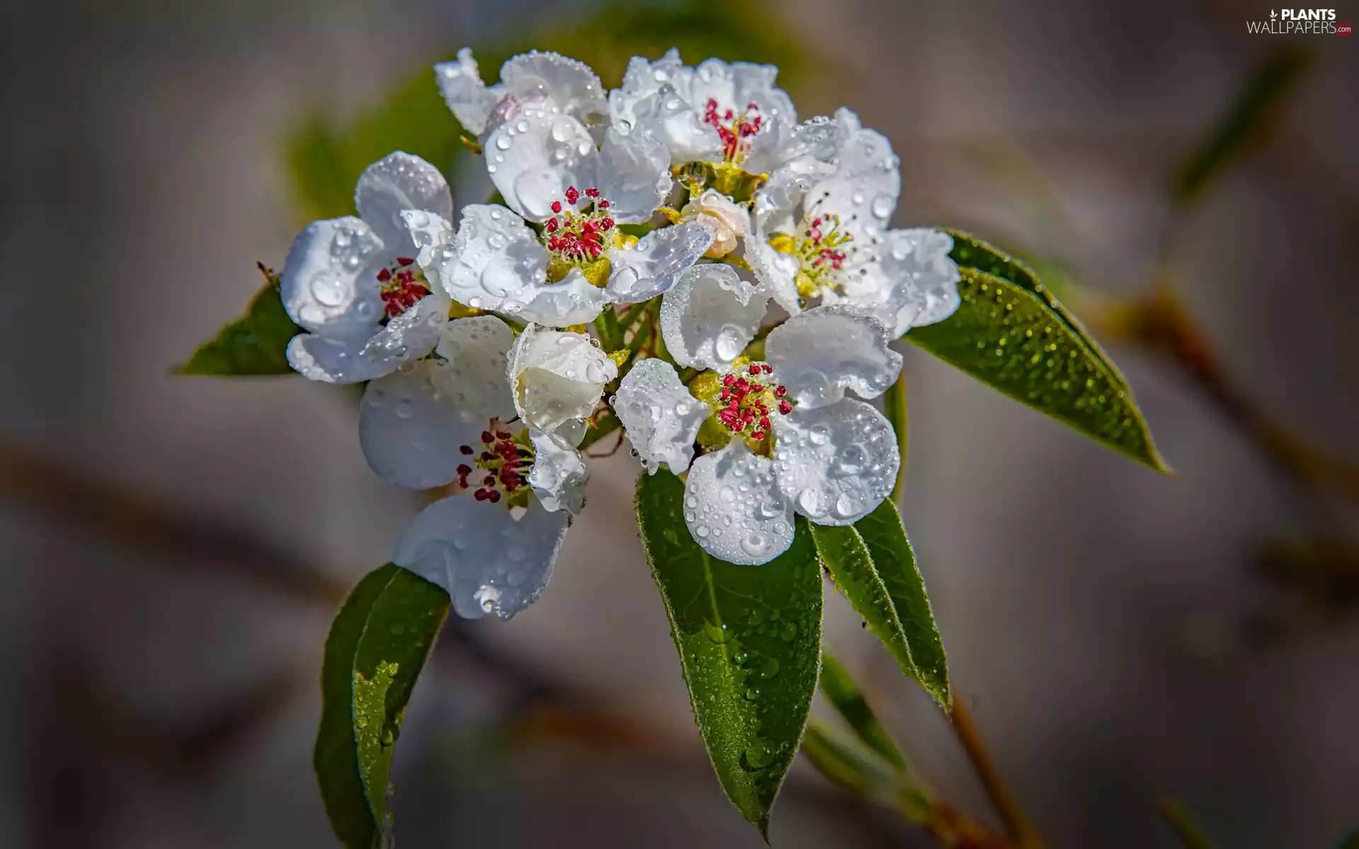 drops, Leaf, Fruit Tree, twig, Flowers
