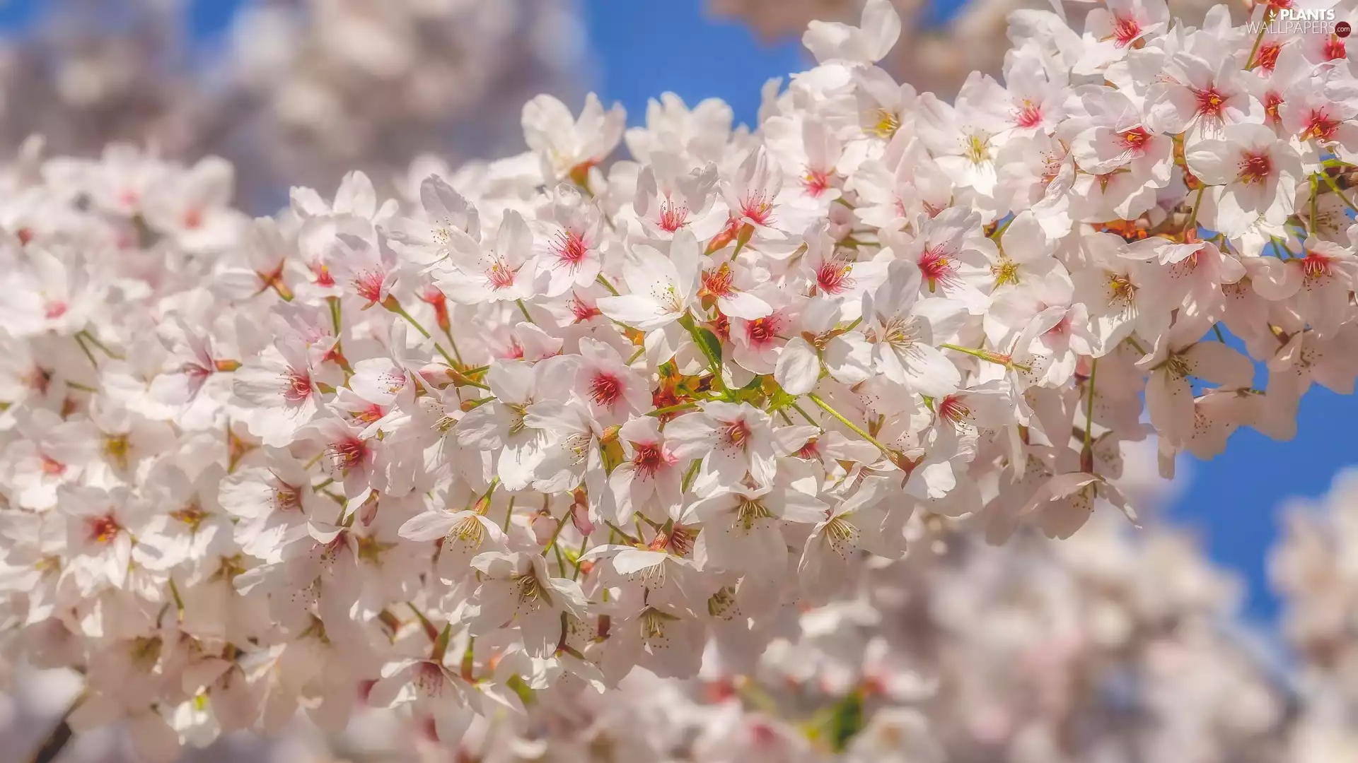 Light pink, Fruit Tree, twig, Flowers