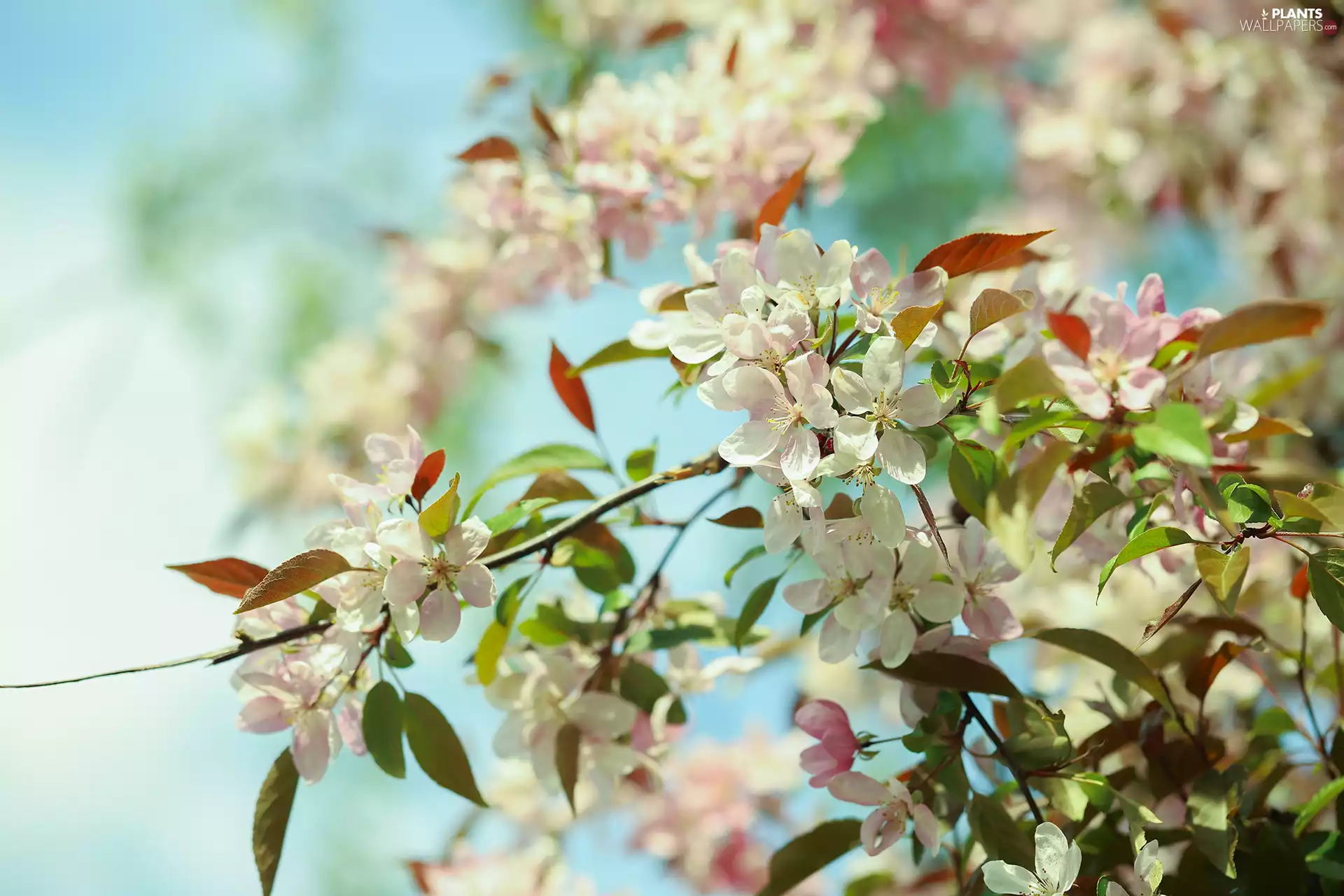 Light pink, Fruit Tree, Twigs, Flowers