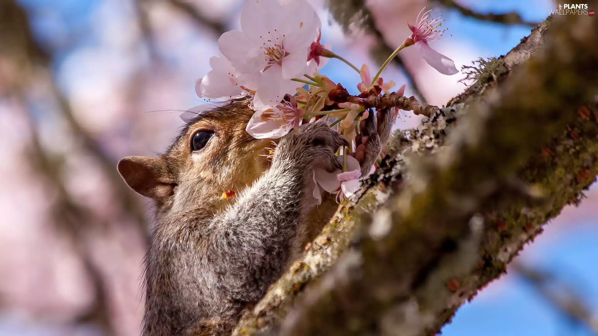 Flowers, squirrel, Fruit Tree