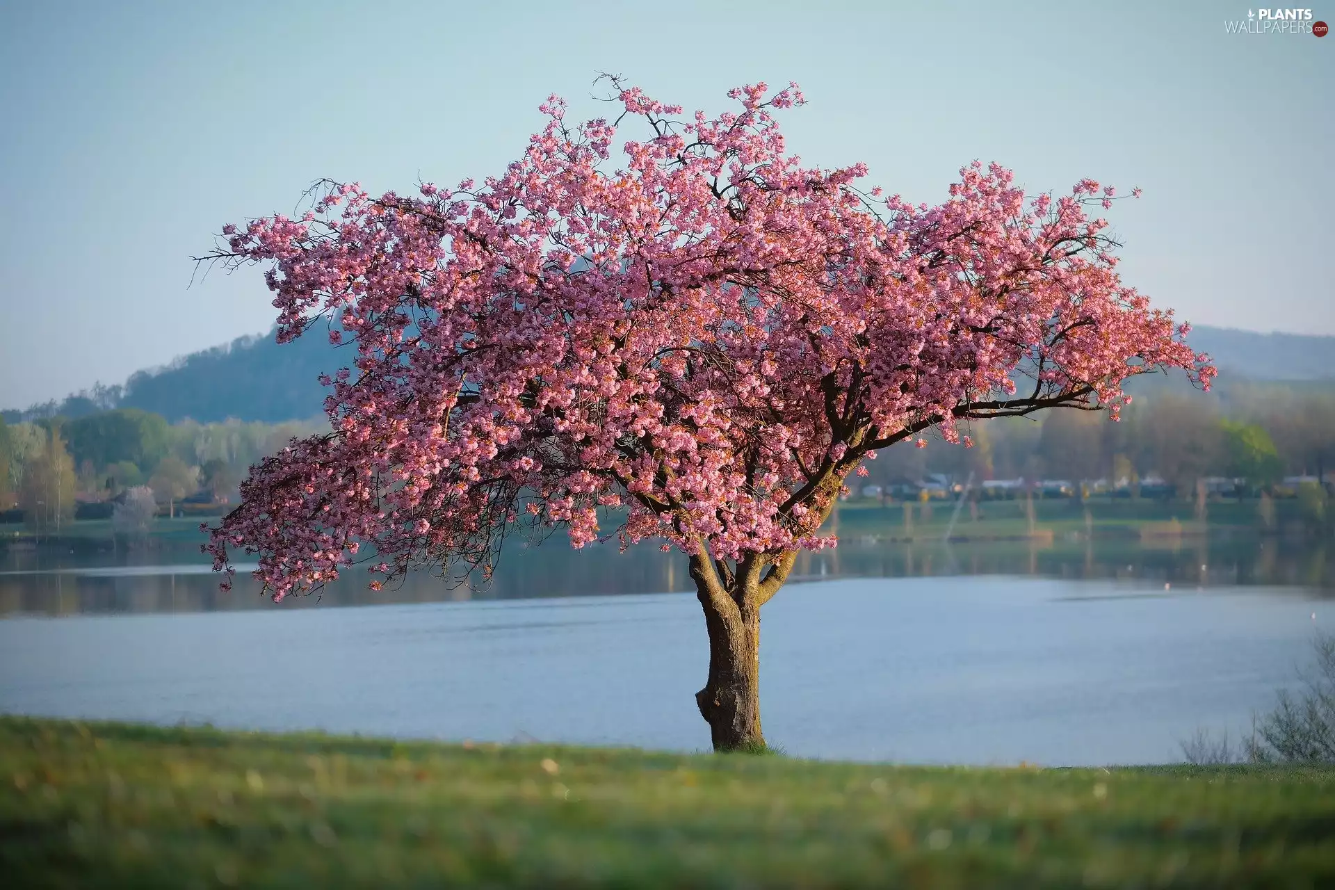 Fruit Tree, Flowers, lake, Pink