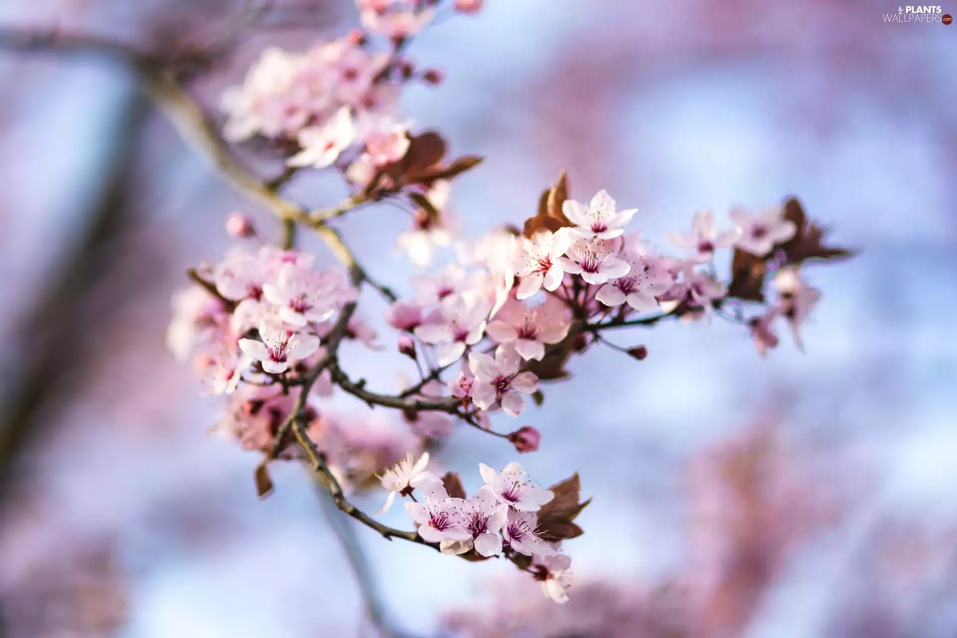 Fruit Tree, Flowers, Twigs, Pink
