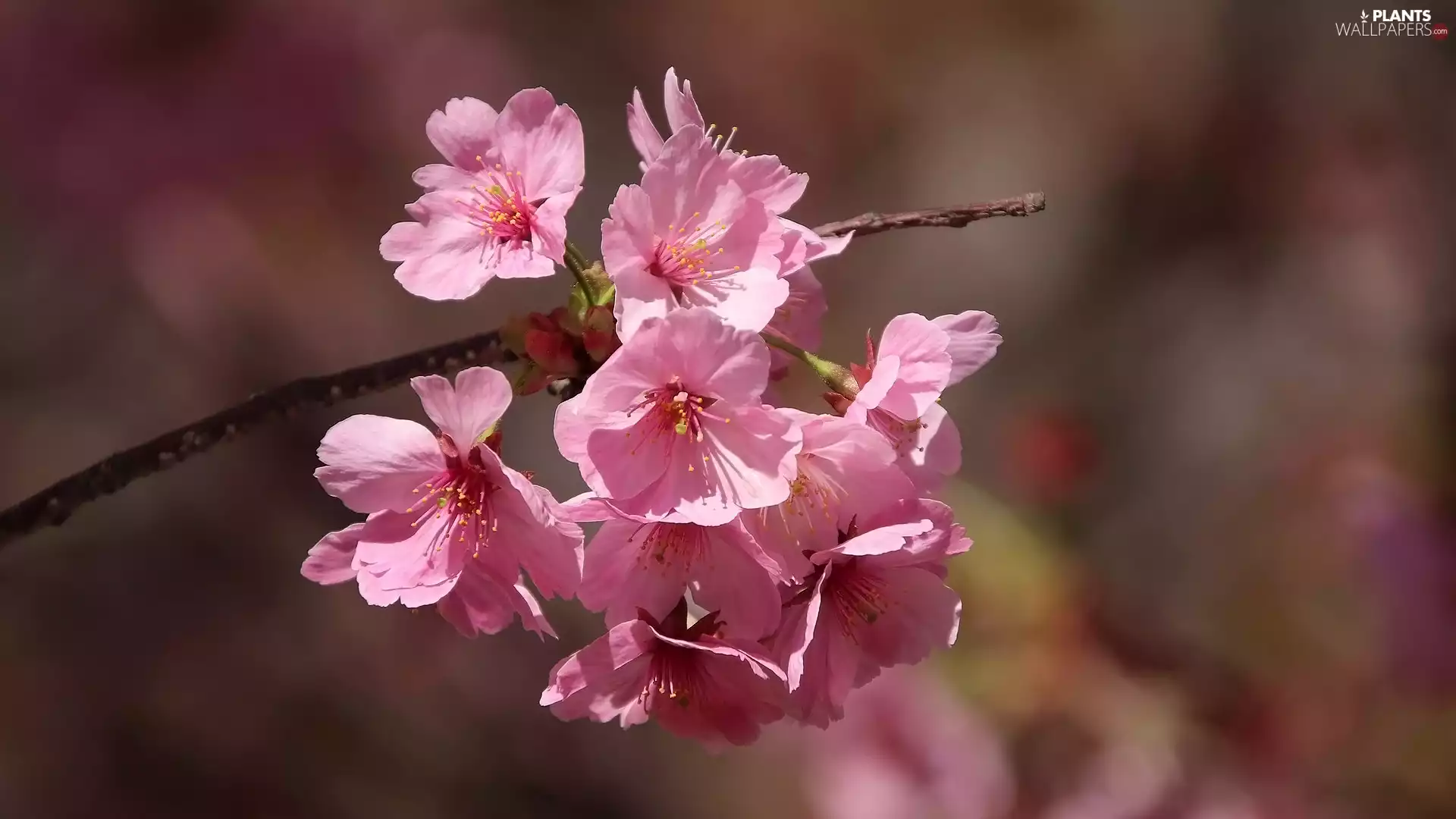 Fruit Tree, Flowers, cherry, twig