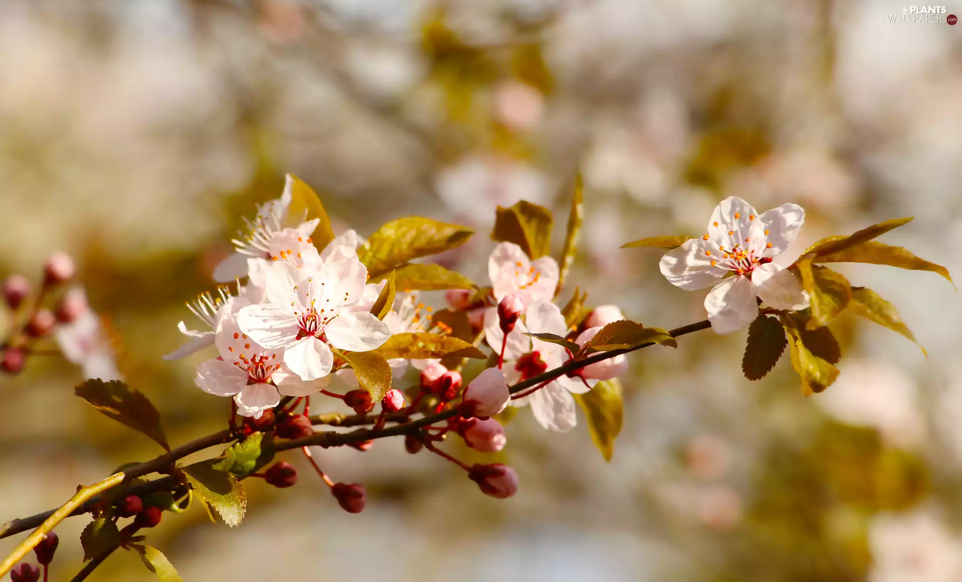 Fruit Tree, Flowers, leaves, twig