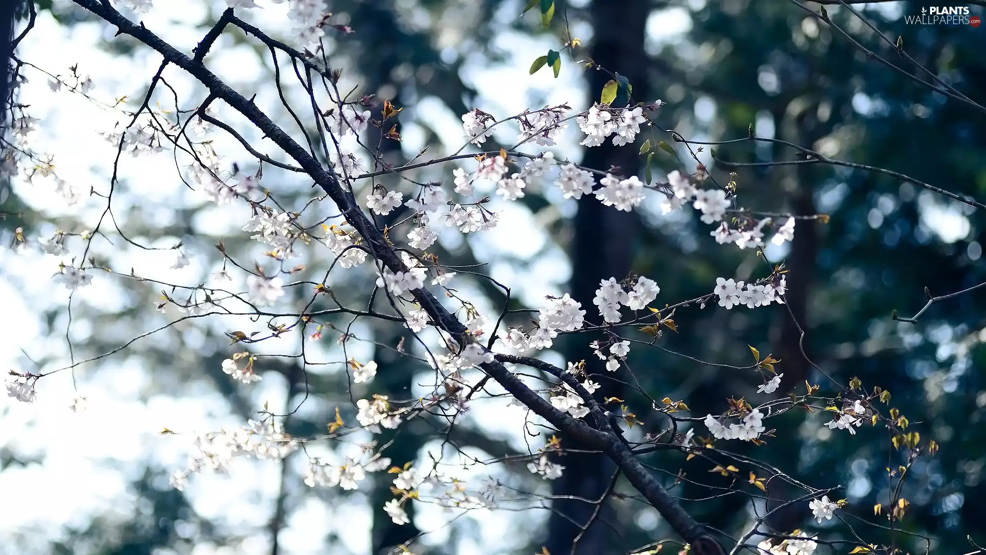 Fruit Tree, Flowers, kirsch, Twigs