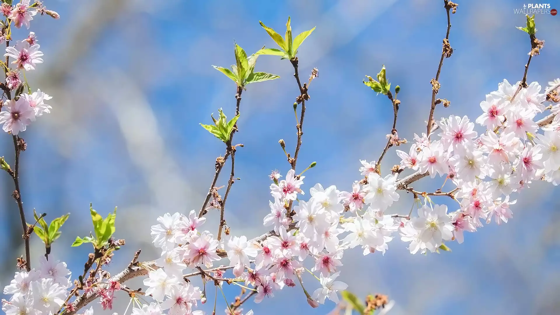 Fruit Tree, Flowers, leaves, Twigs
