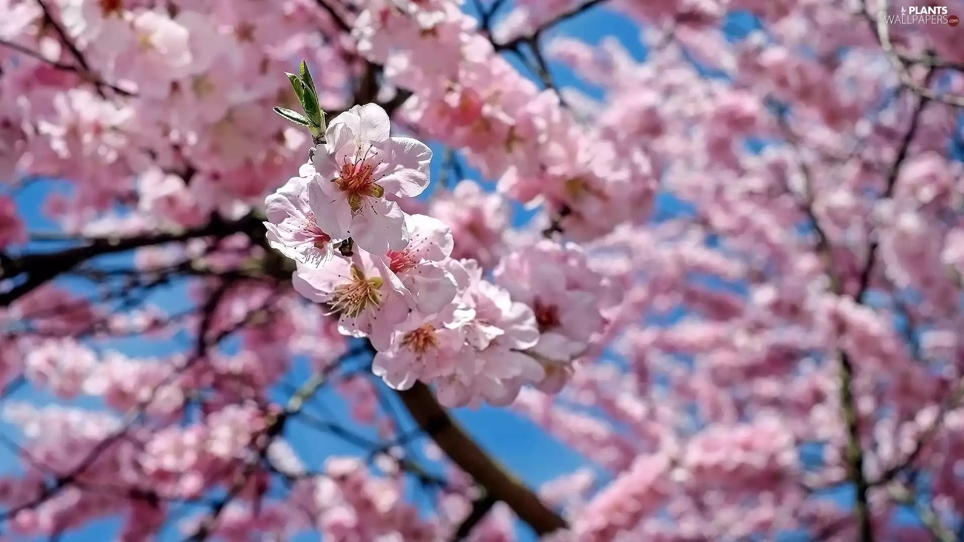 Fruit Tree, Flowers, Pink, Twigs