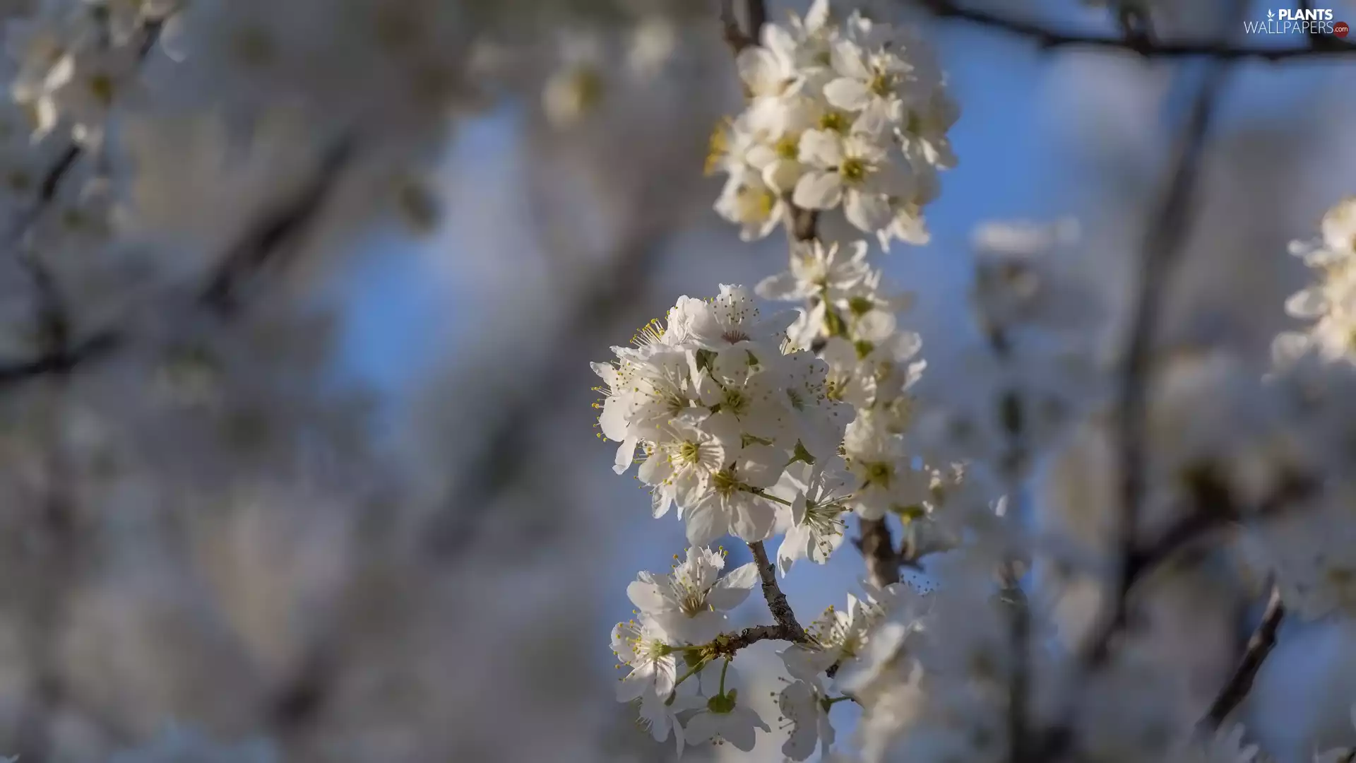 Fruit Tree, Flowers, White, Twigs