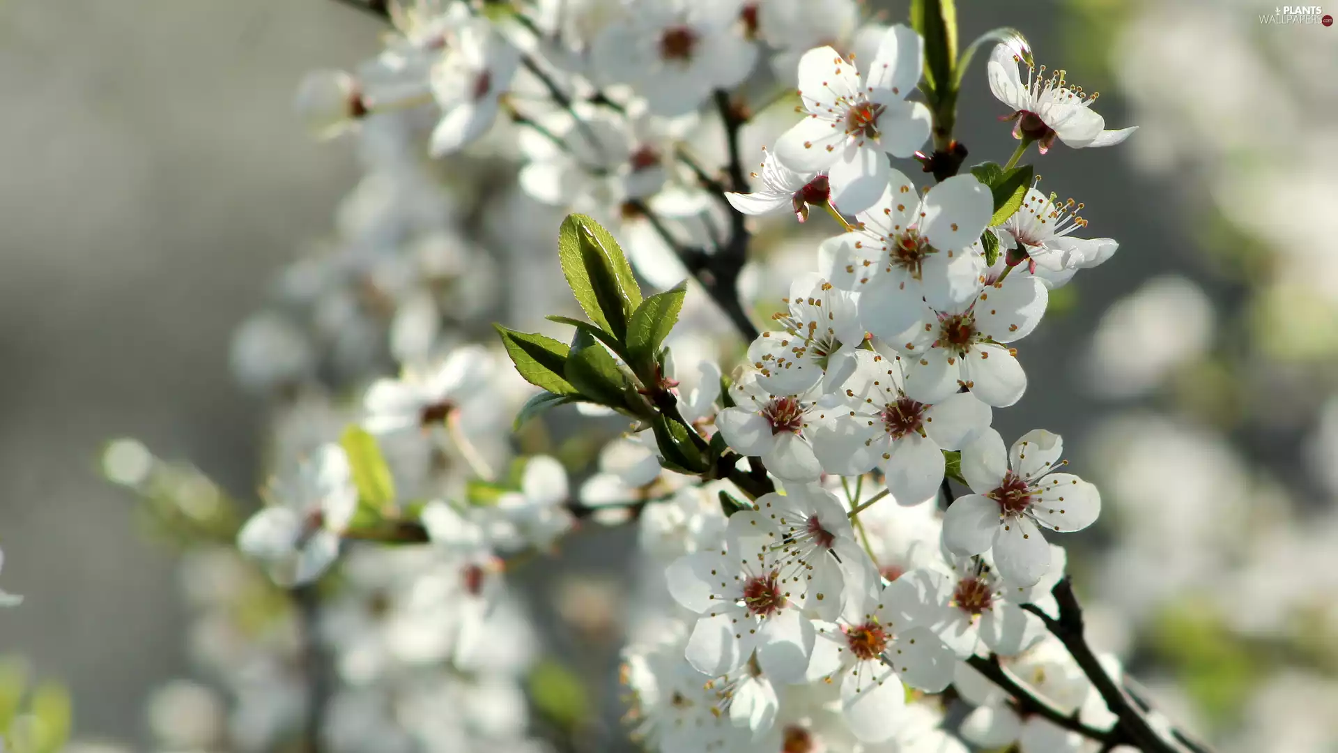 Fruit Tree, Flowers, rapprochement, White