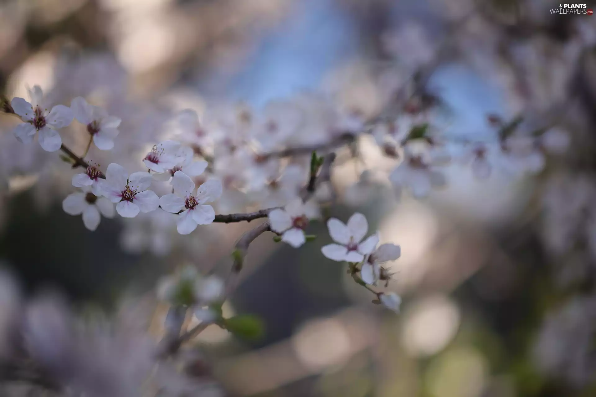 Fruit Tree, Flowers, Twigs, White
