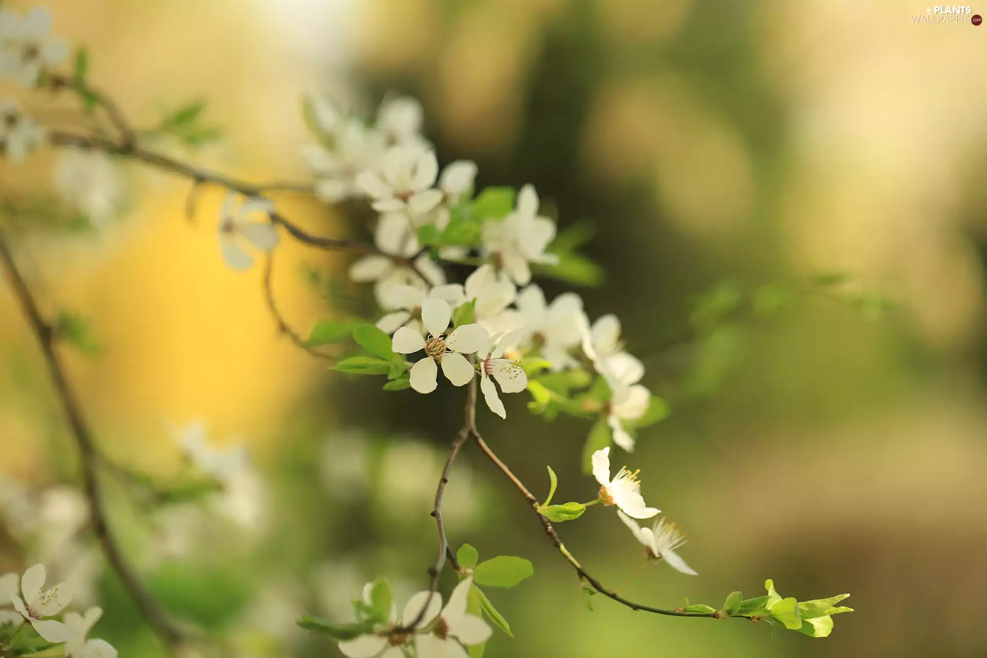 Fruit Tree, Flowers, Twigs, White