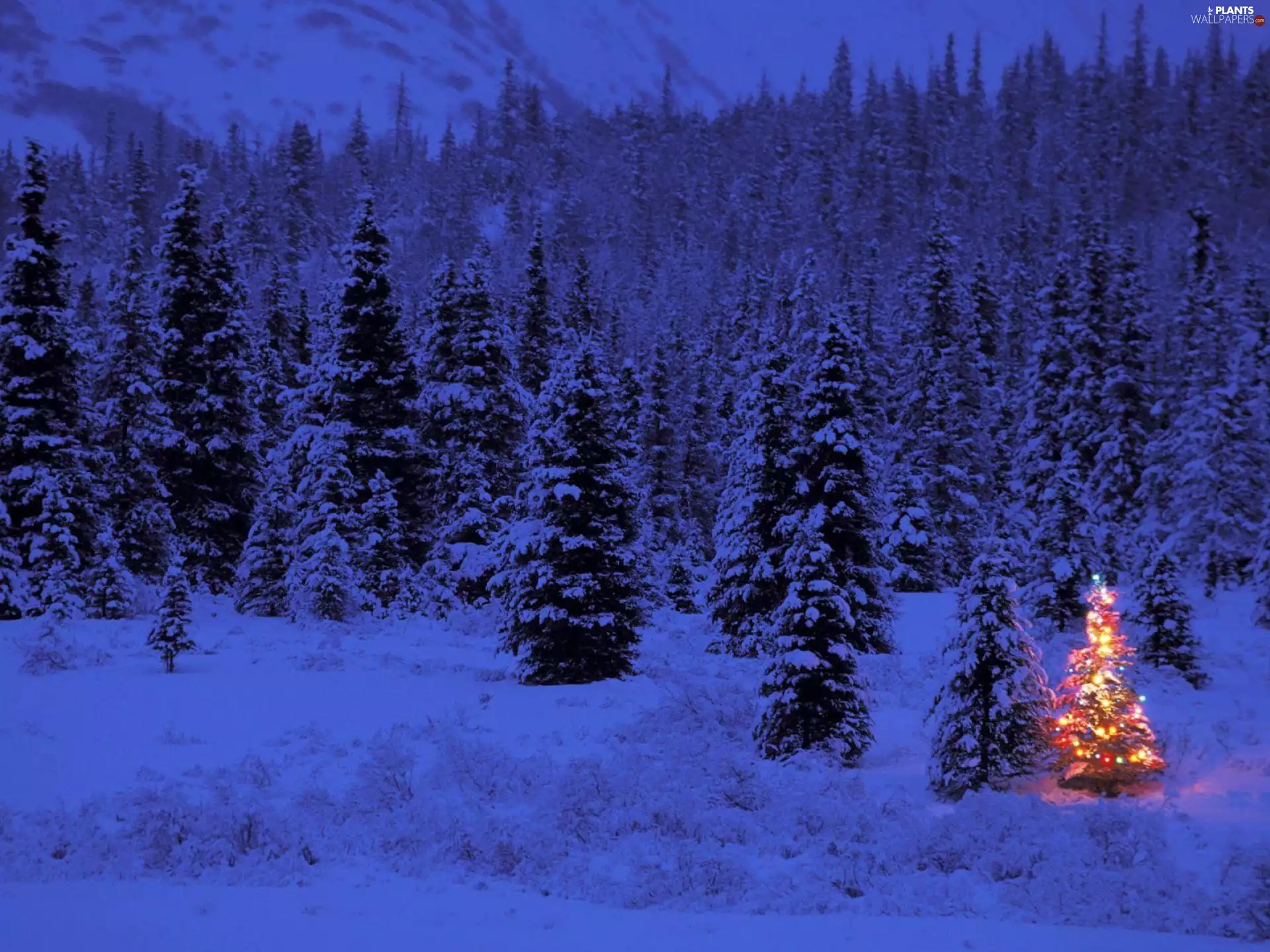 forest, winter, christmas tree