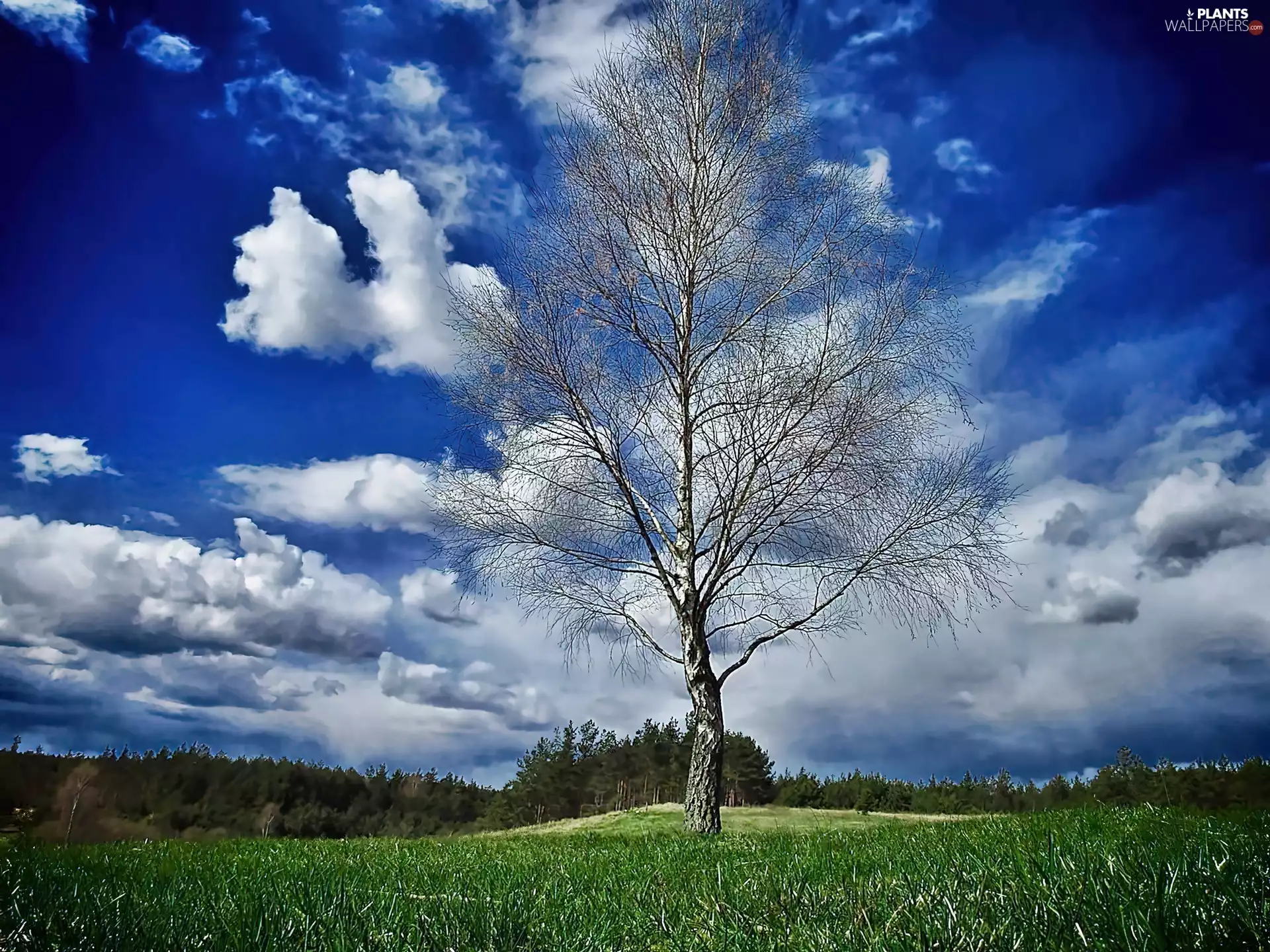 birch-tree, forest, clouds, grass
