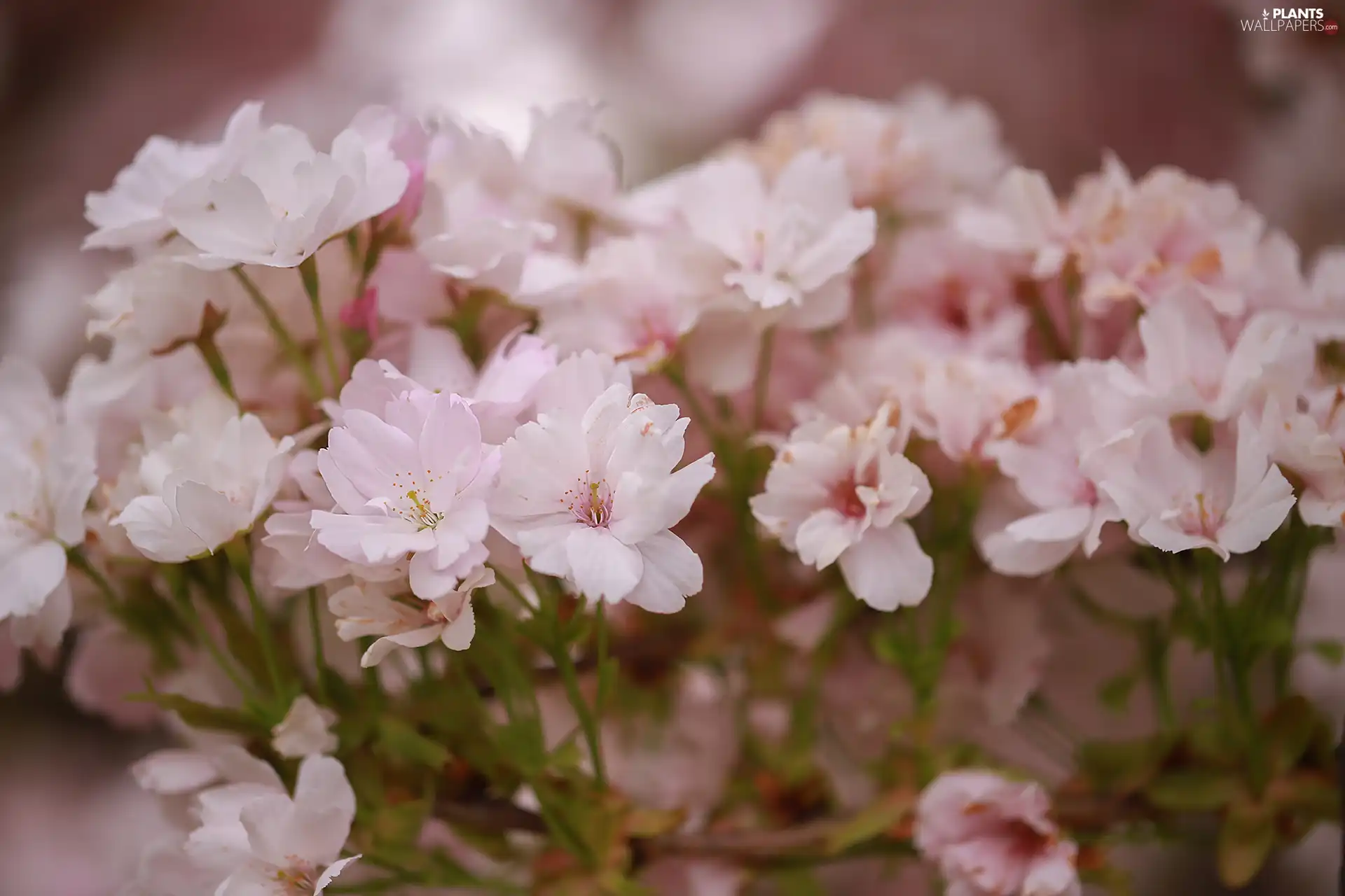 Japanese Cherry, Fruit Tree, bloom, Flowers, Pink