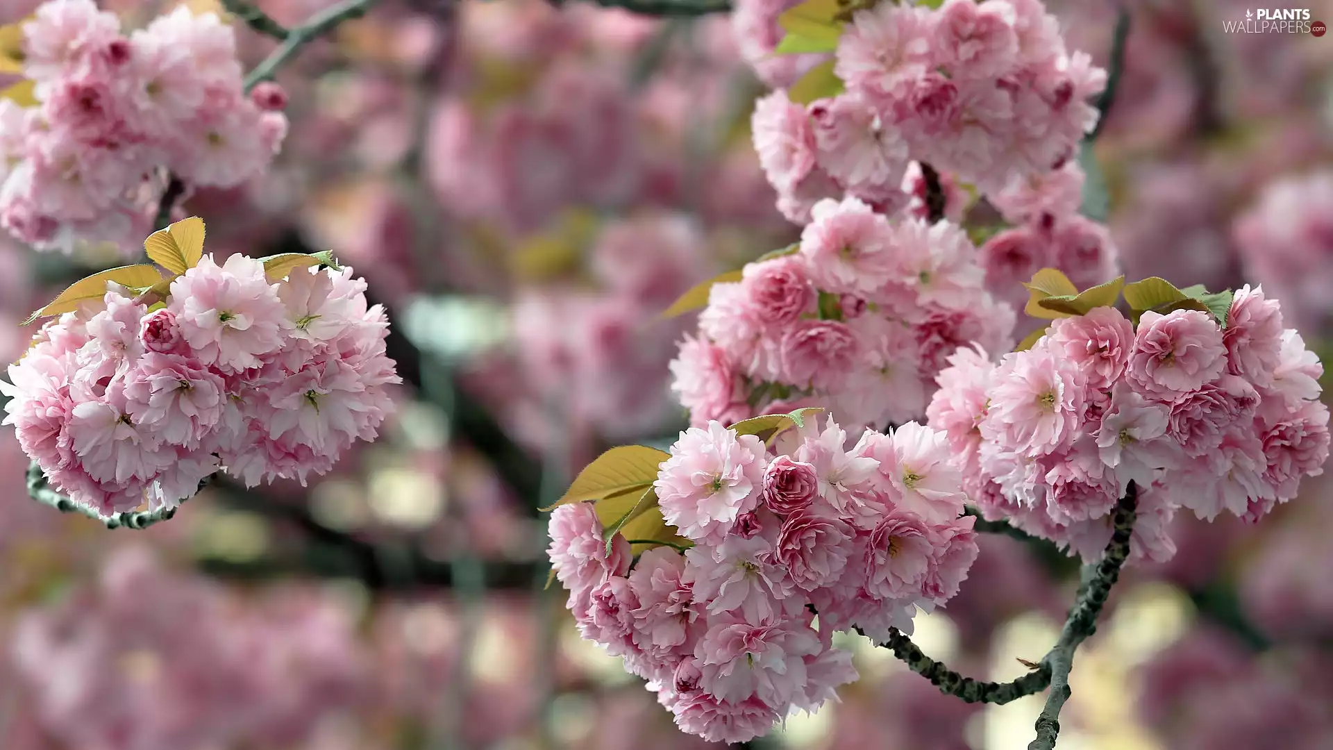 Pink, Flourished, Fruit Tree, cherry, Flowers, Twigs