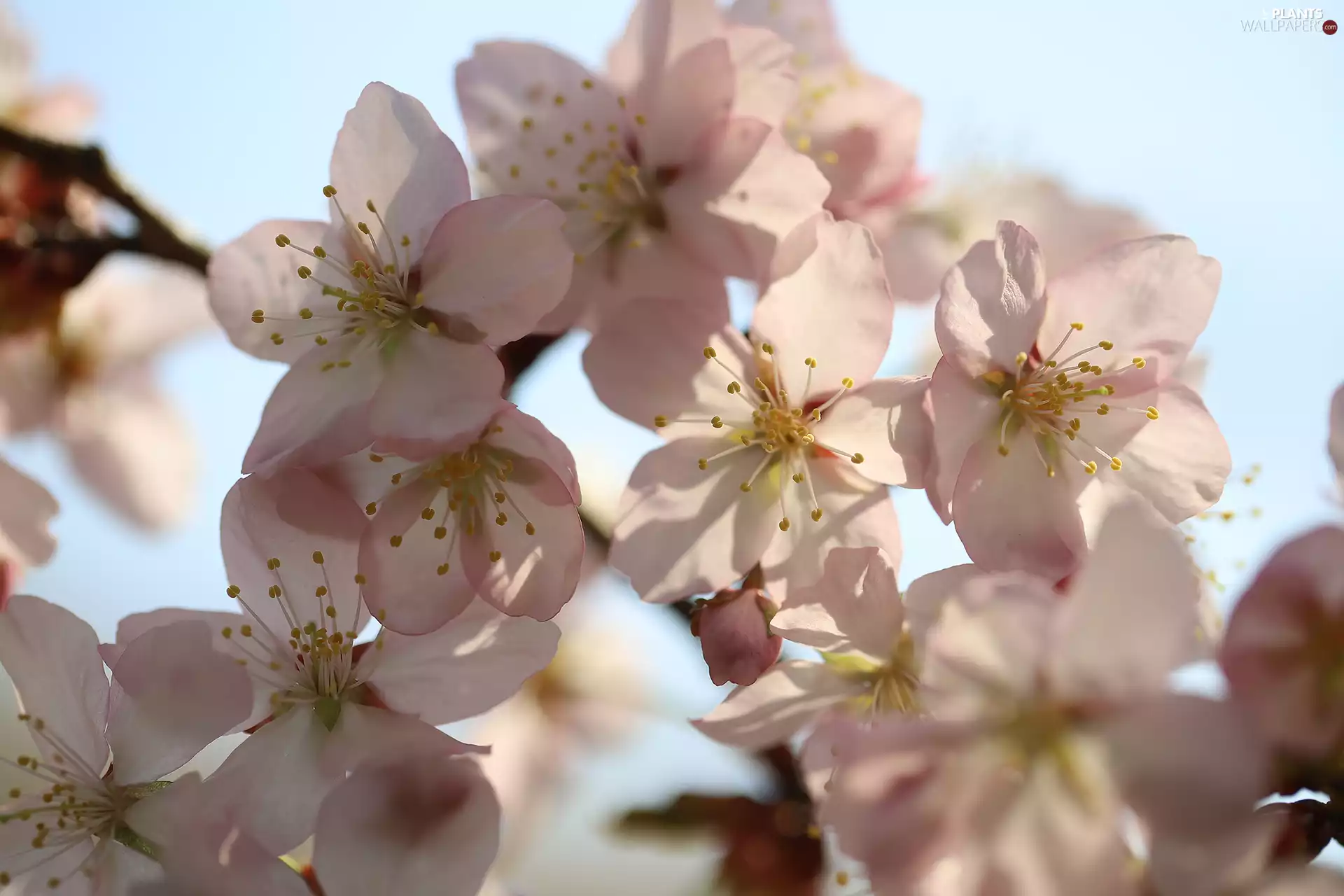 apple-tree, Fruit Tree, Flowers