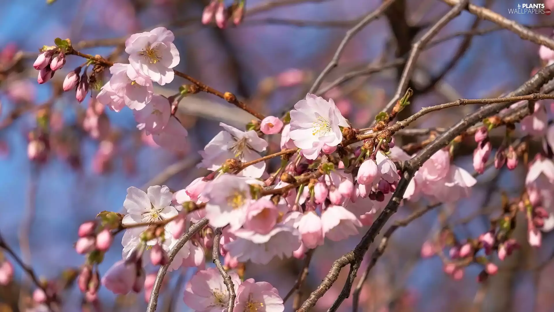 Pink, Flowers, Fruit Tree, Japanese Cherry, Twigs