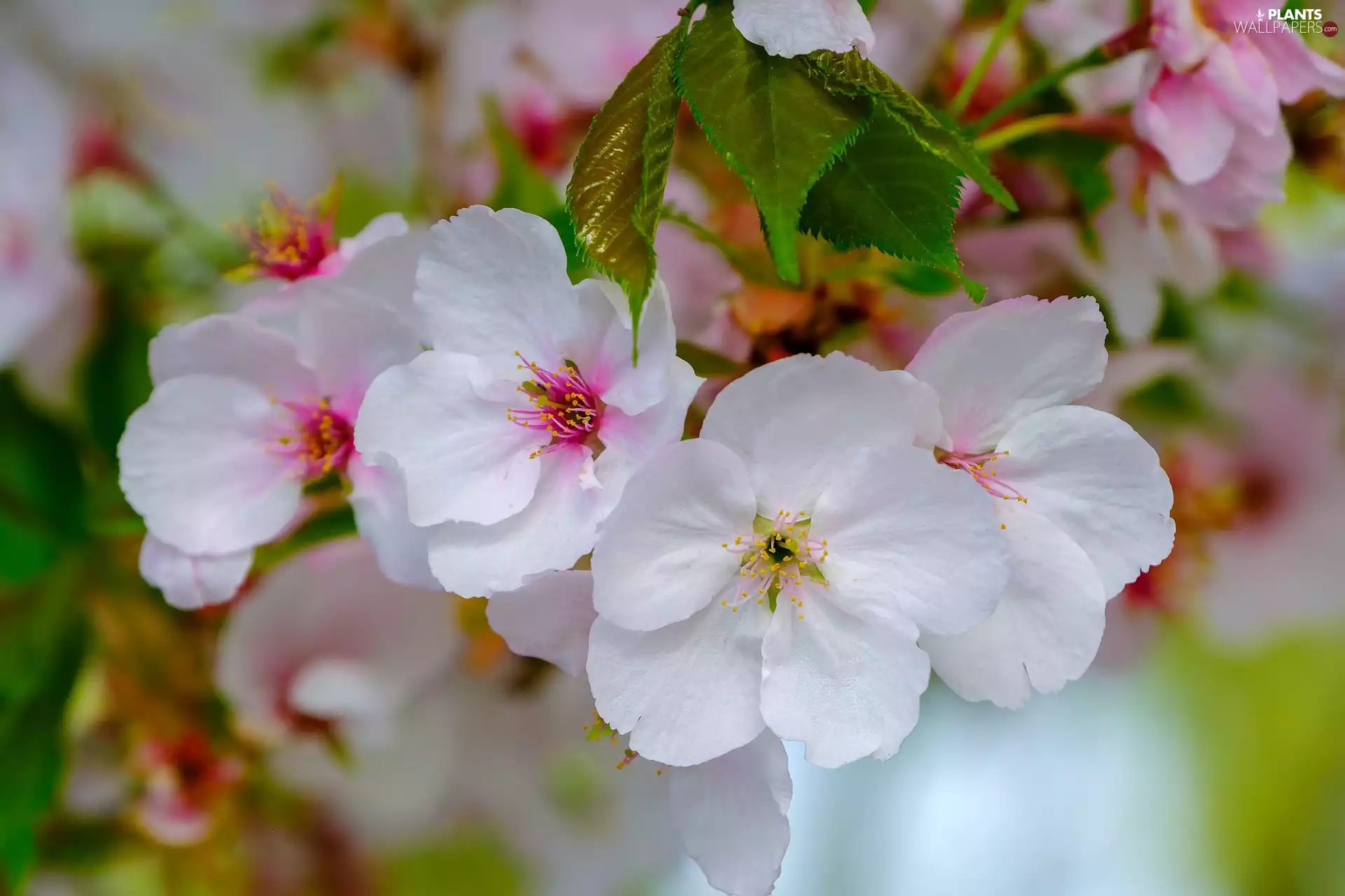 Twigs, Spring, Fruit Tree, apple-tree, Flowers
