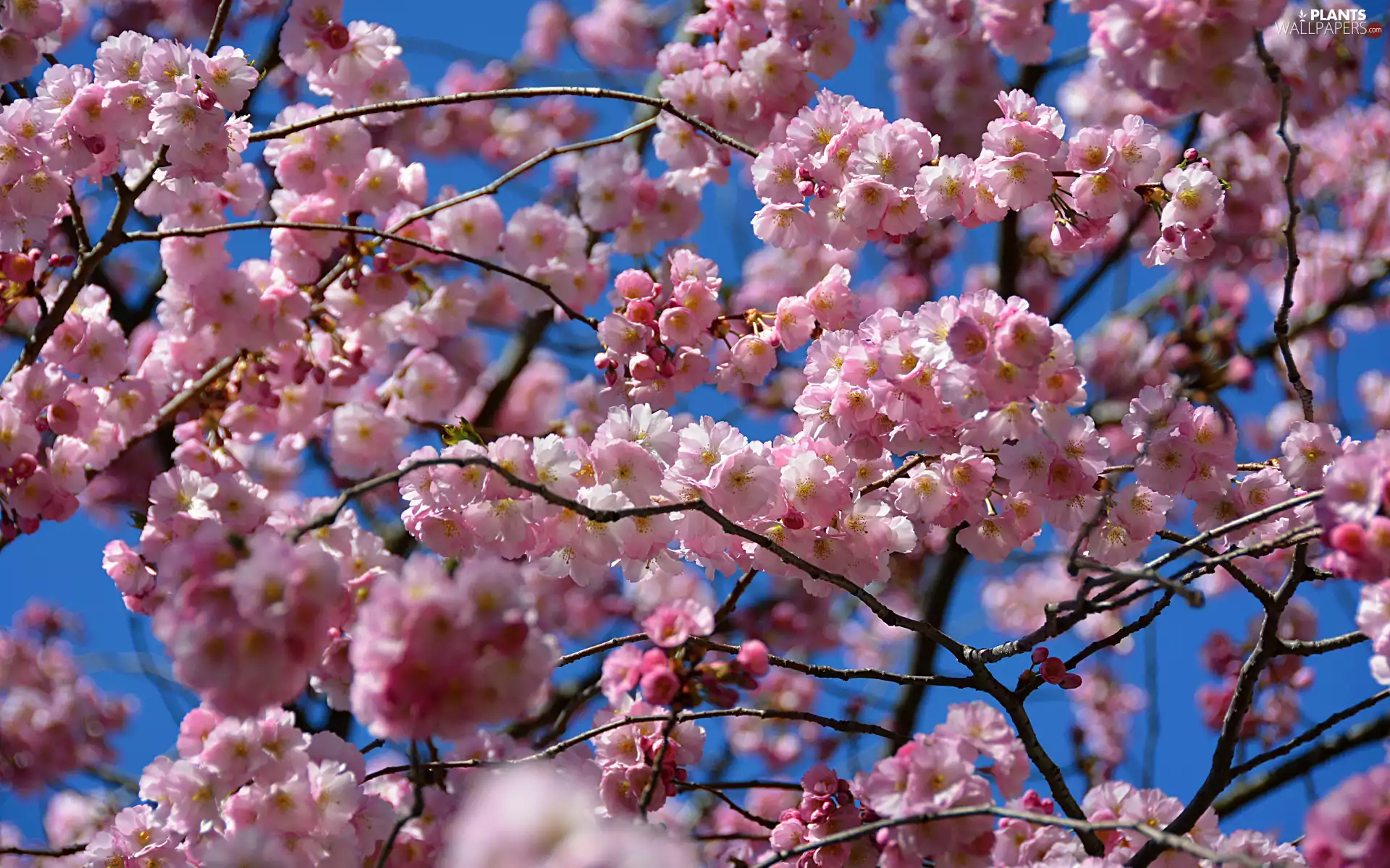 Pink, Spring, Fruit Tree, Sky, Flowers, Twigs