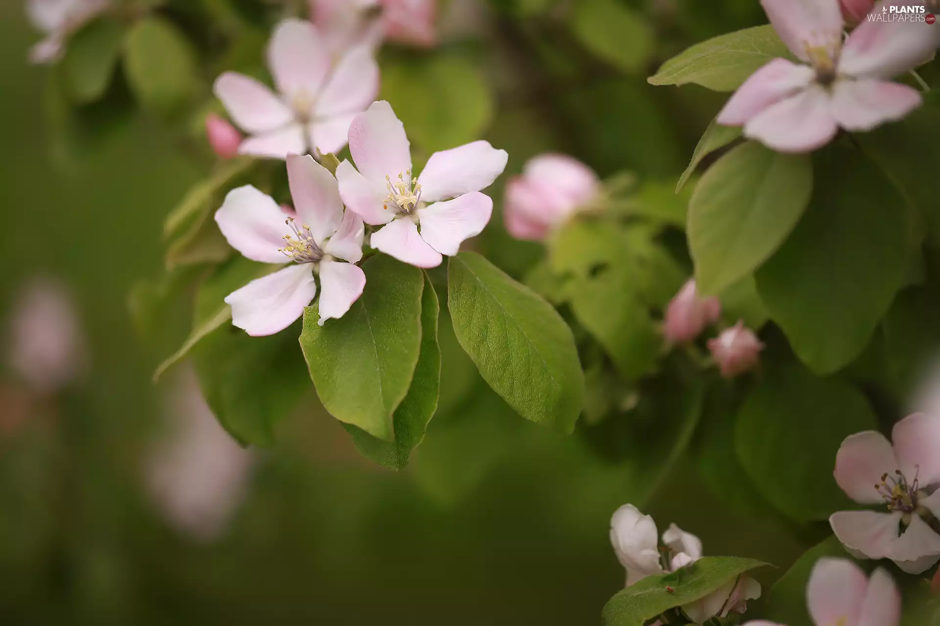 apple-tree, Fruit Tree, Pink, Flowers, Leaf
