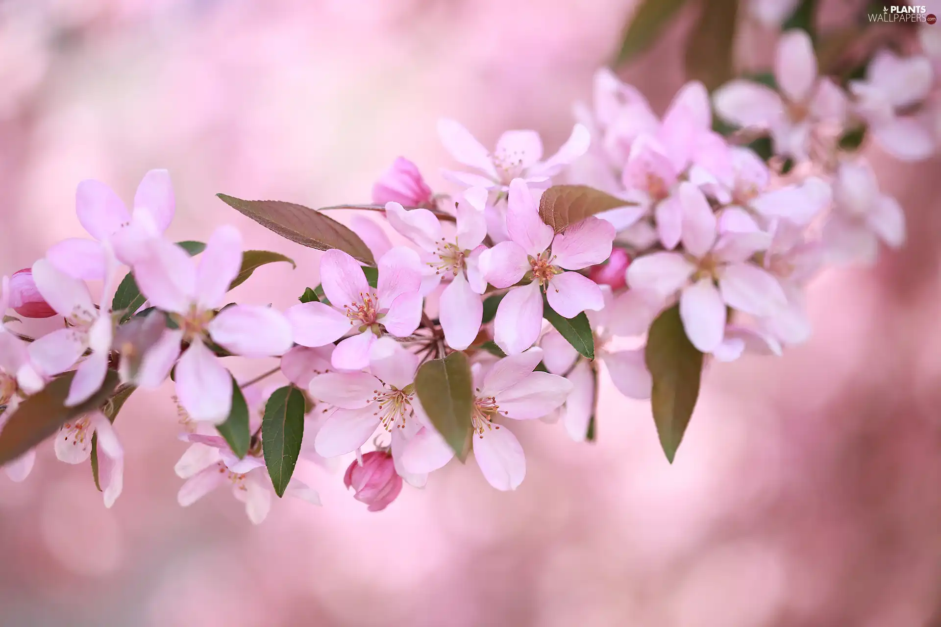 apple-tree, Fruit Tree, Flowers, leaves, Pink