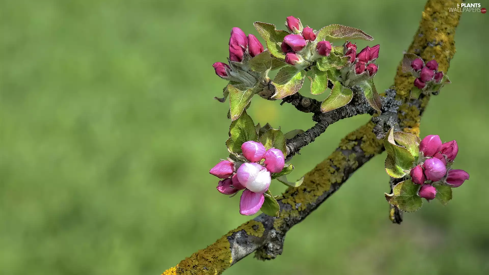 apple-tree, Fruit Tree, Pink, Flowers, twig