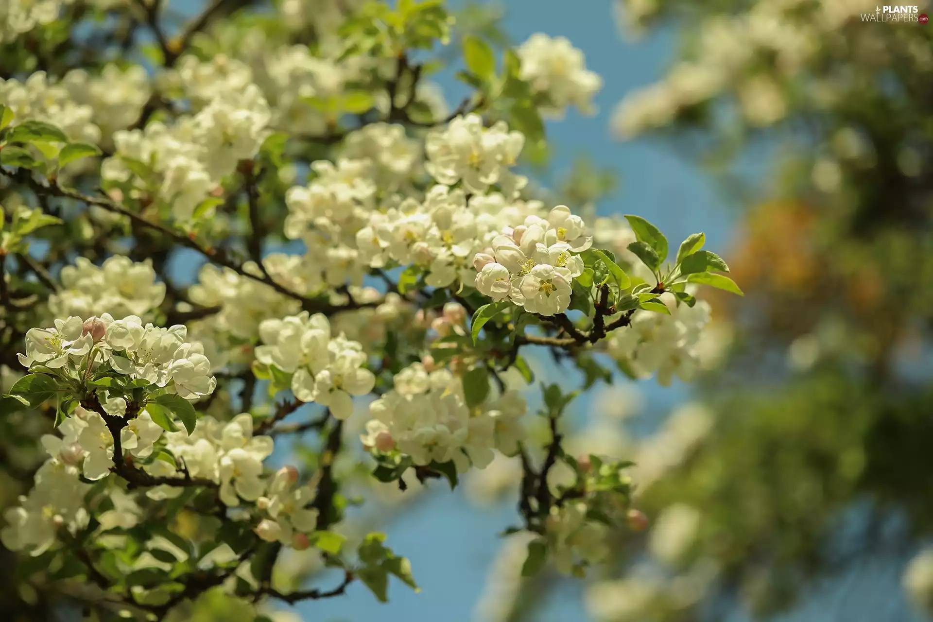 apple-tree, Fruit Tree, Flowers, Twigs, White