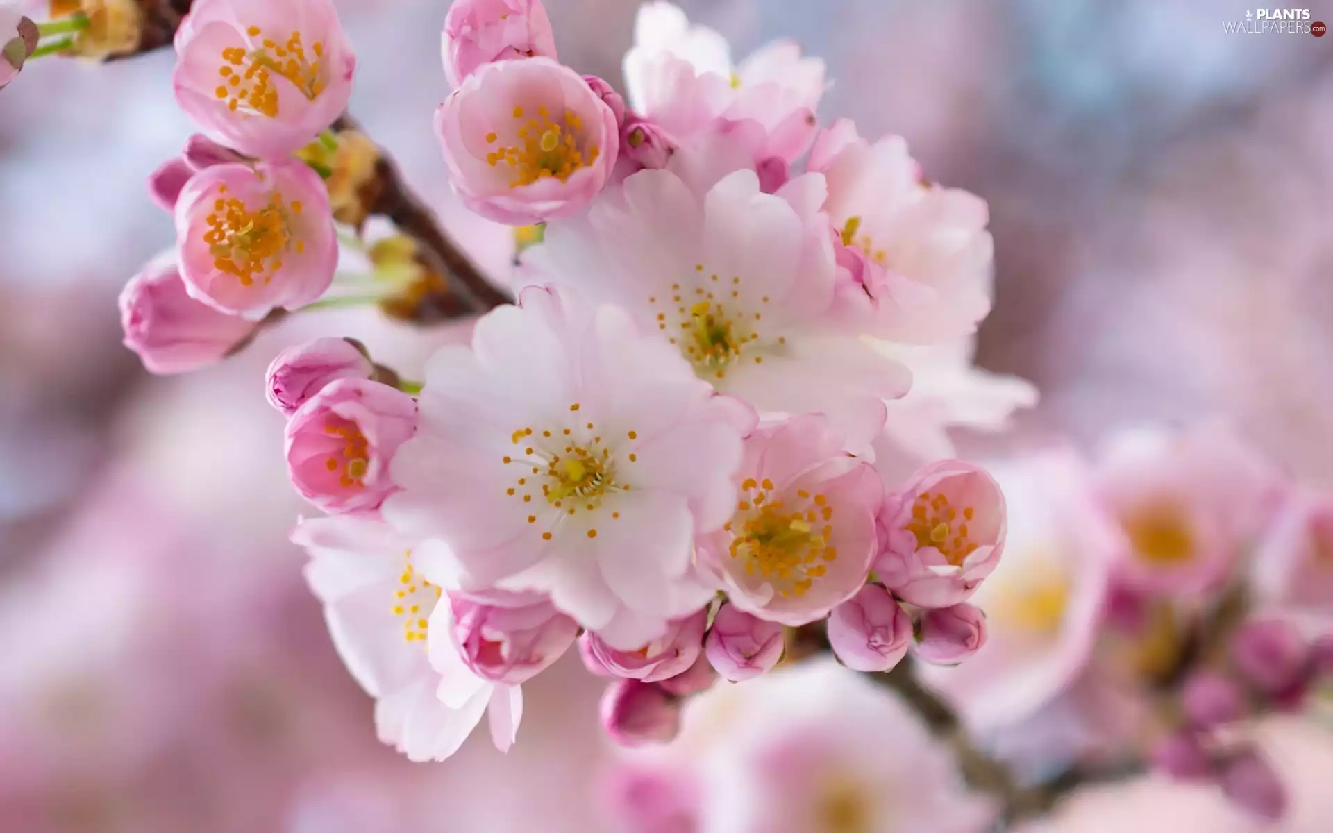 Pink, twig, Fruit Tree, cherry, Flowers, White