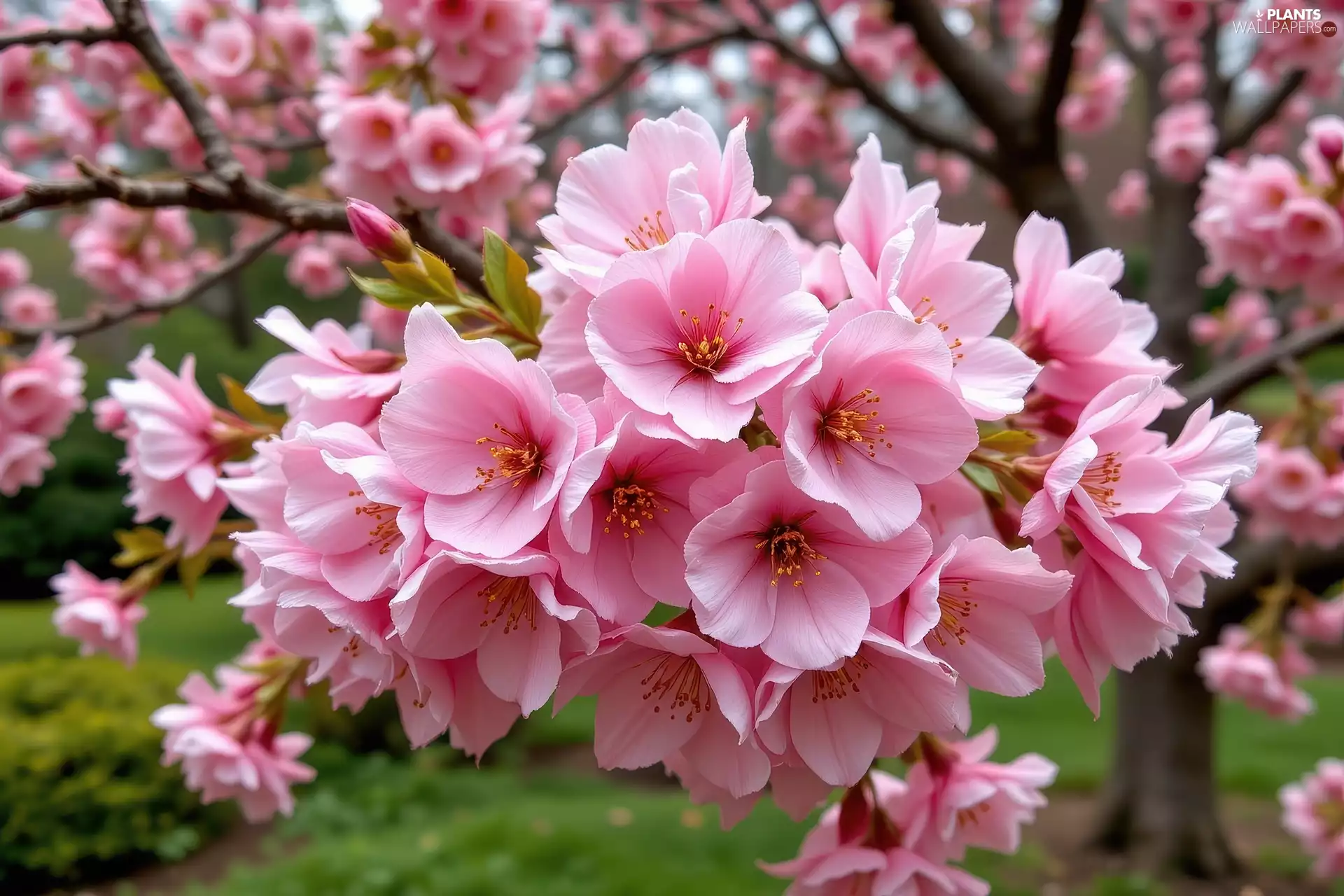 graphics, Flowers, Fruit Tree