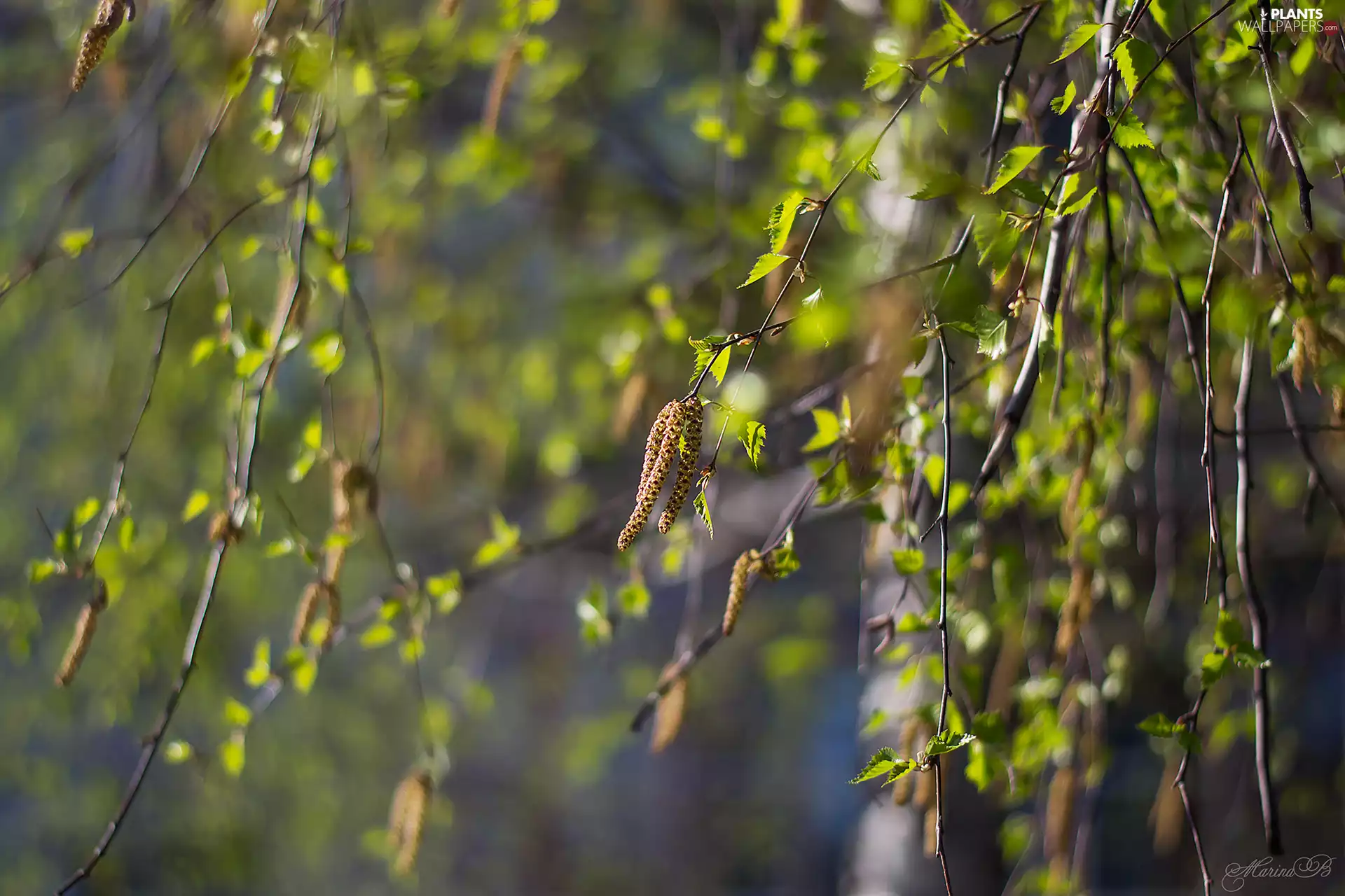 inflorescences, Twigs, birch-tree