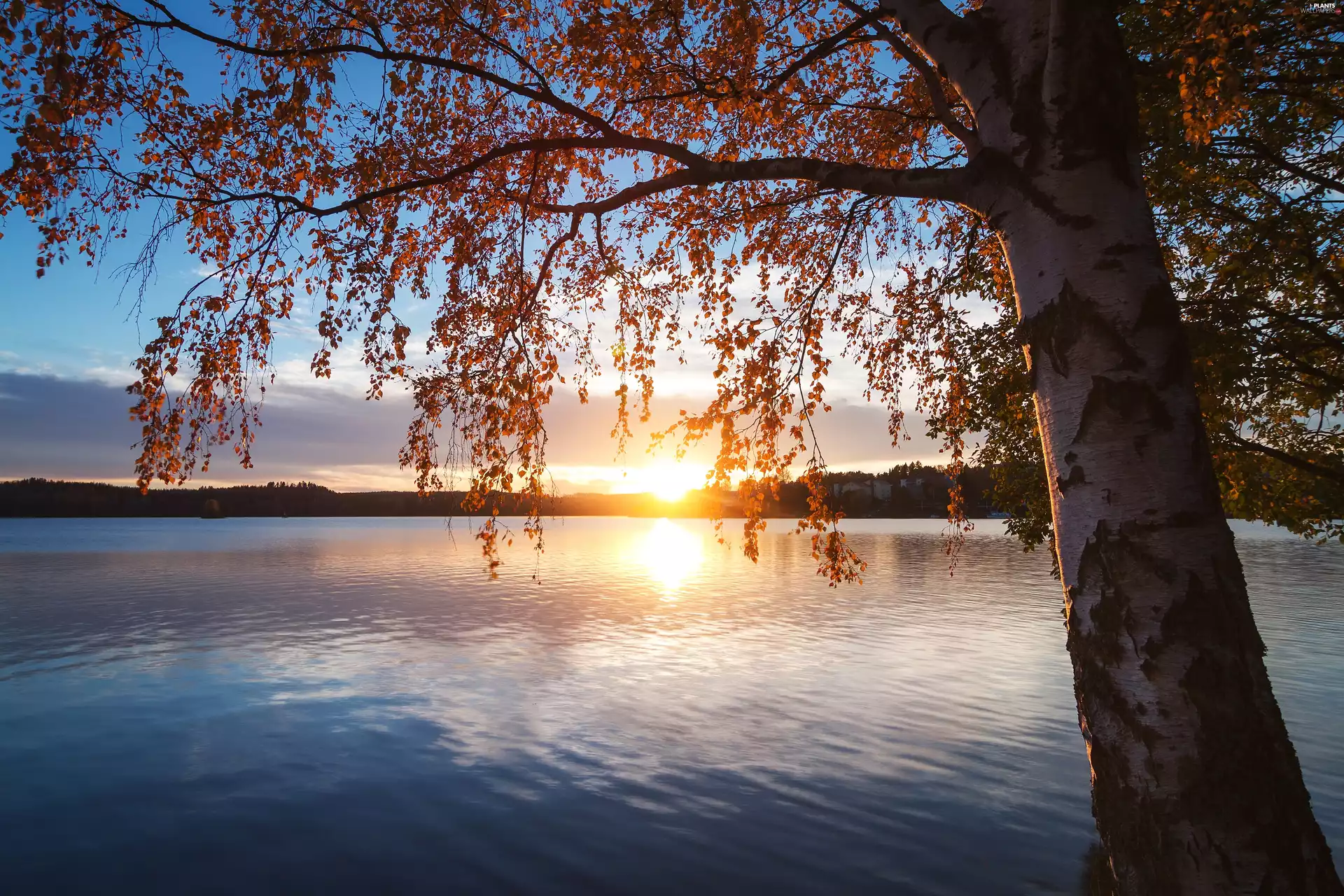 birch-tree, lake, Sunrise, trees