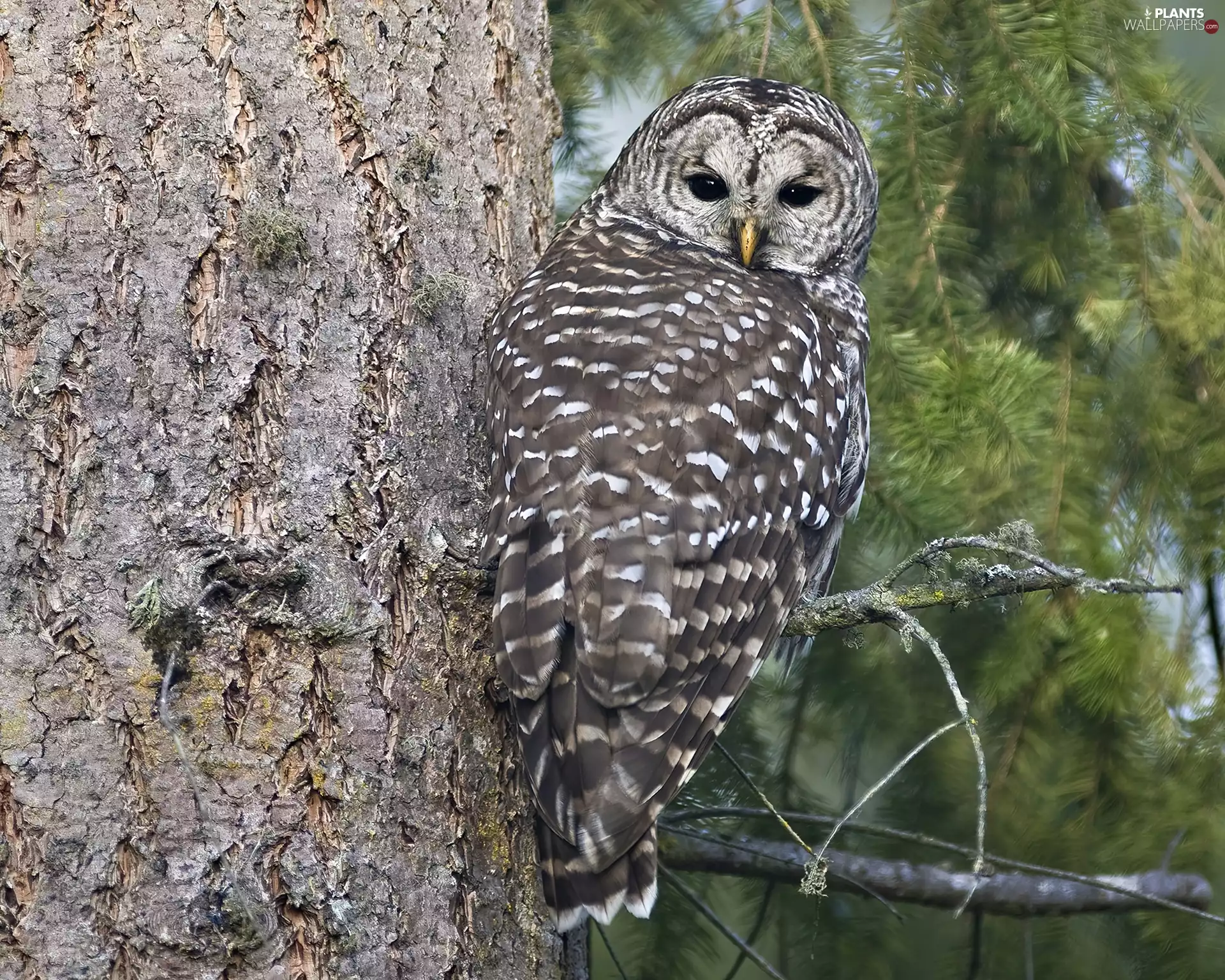 an, tree, owl, sitting, Gray