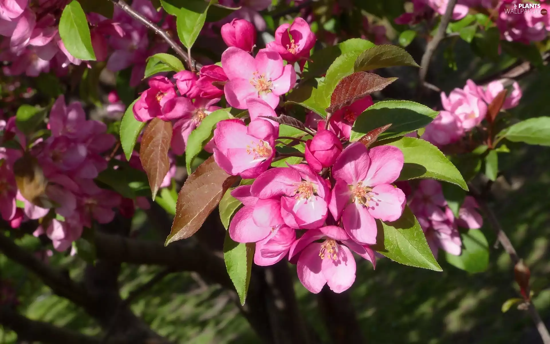Fruit Tree, Pink, Flowers, branch
