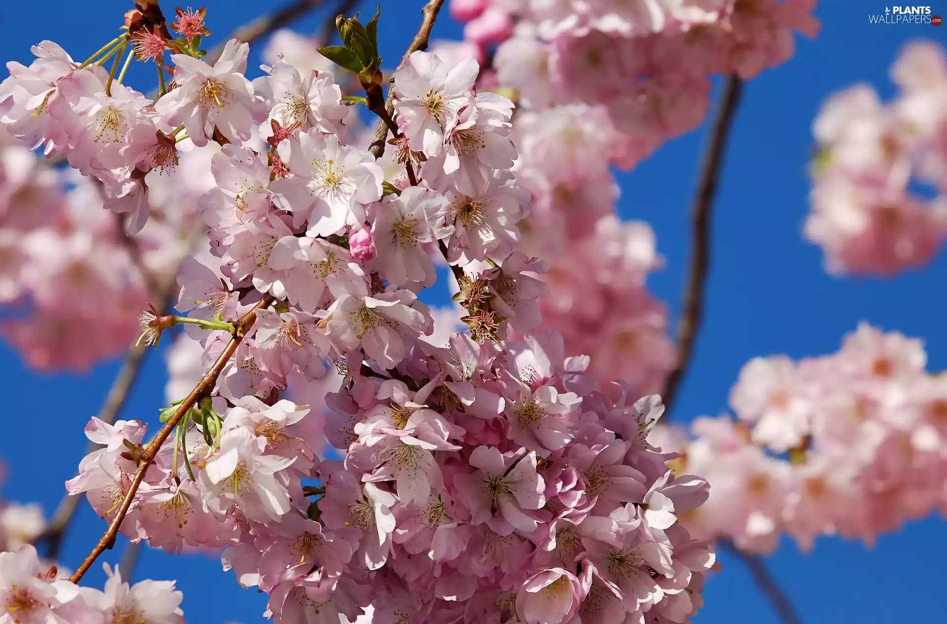 Fruit Tree, Pink, Flowers, cherry