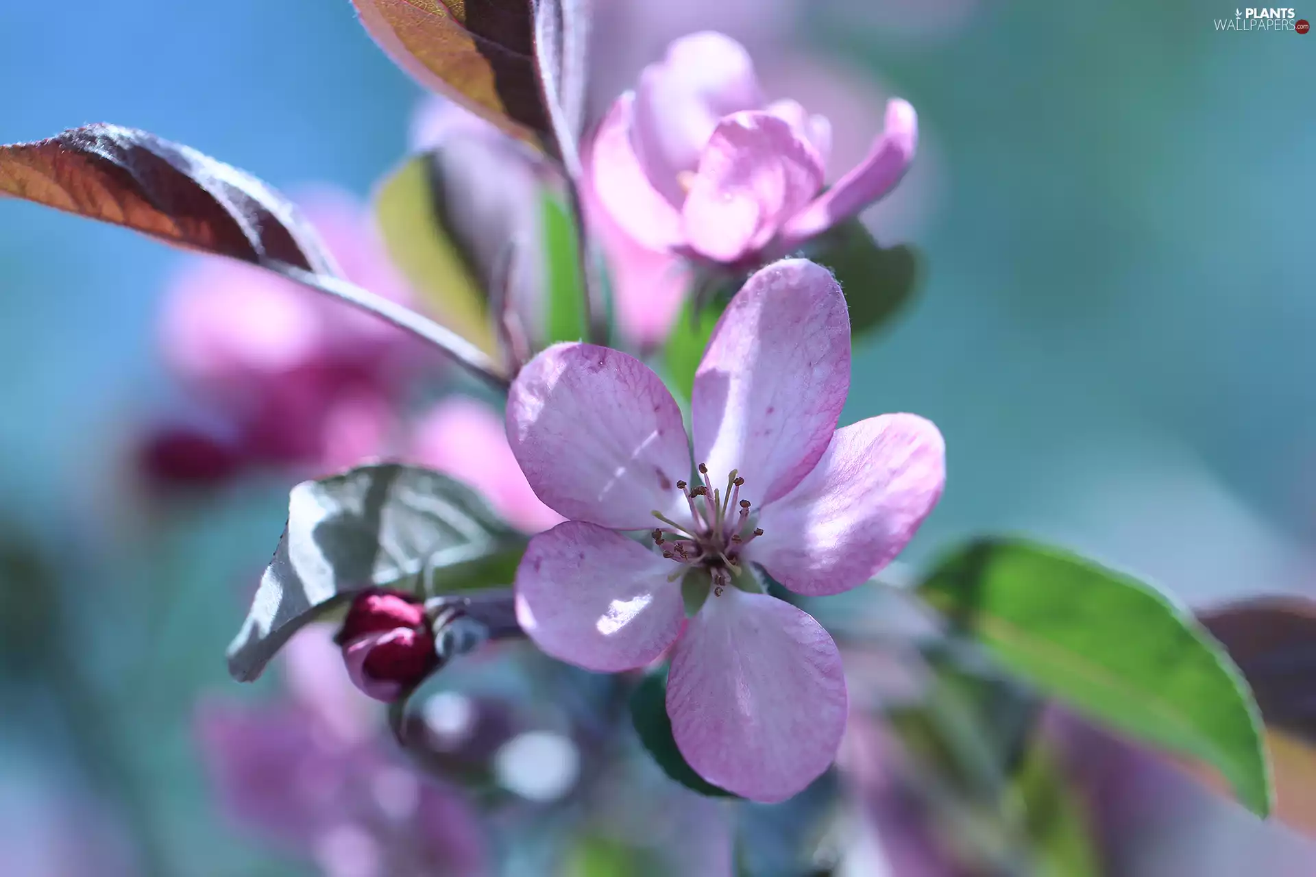Fruit Tree, Pink, Colourfull Flowers